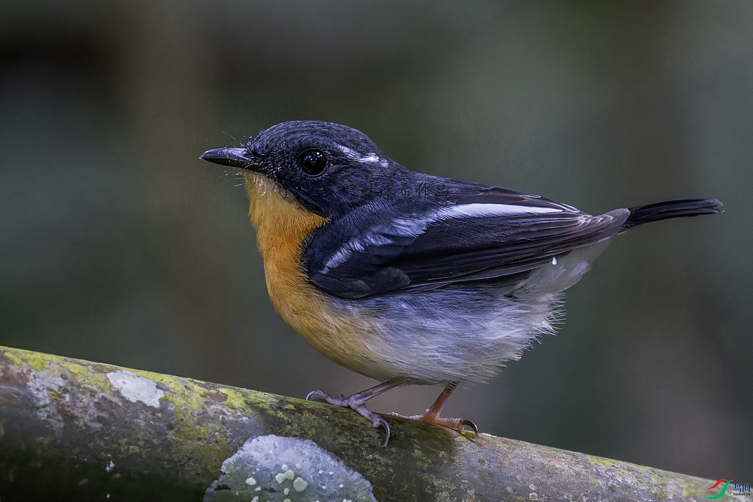 _97A6496-CR3 copy.jpg