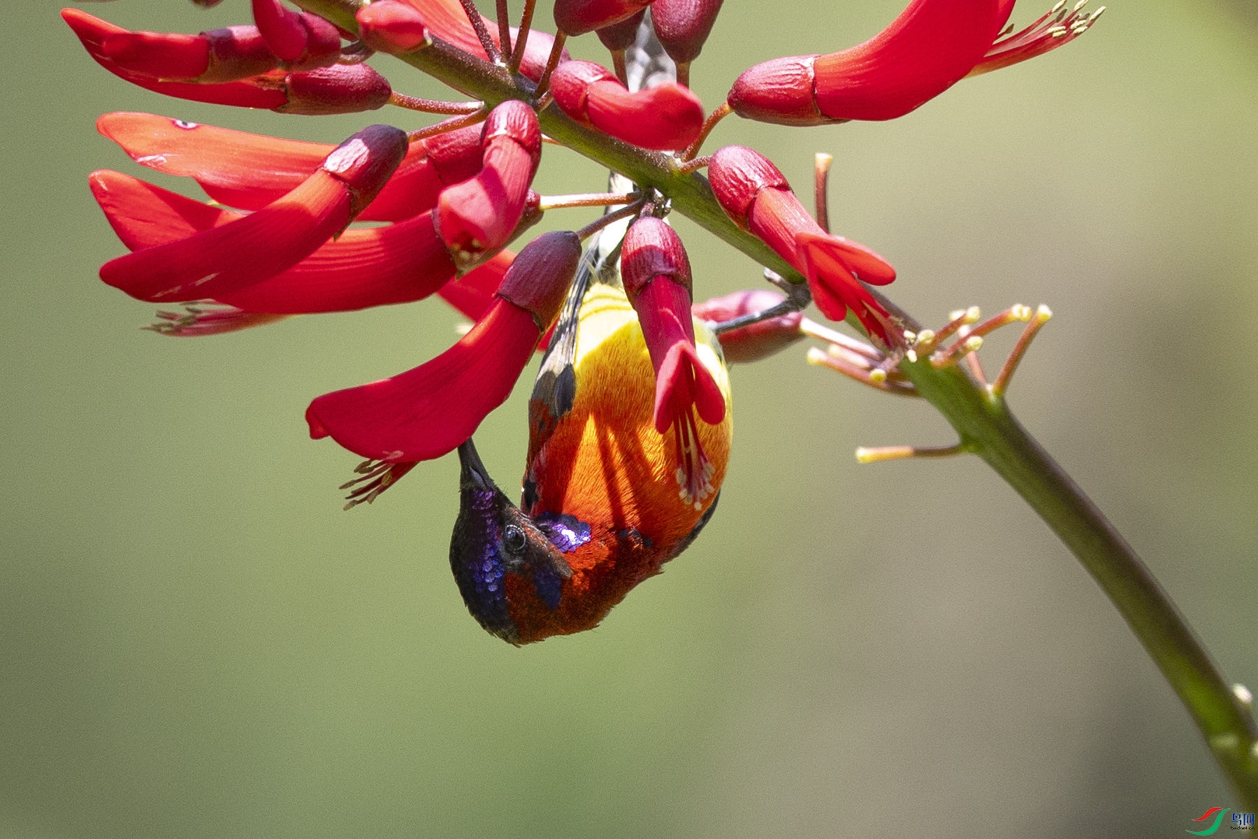 ����̫����