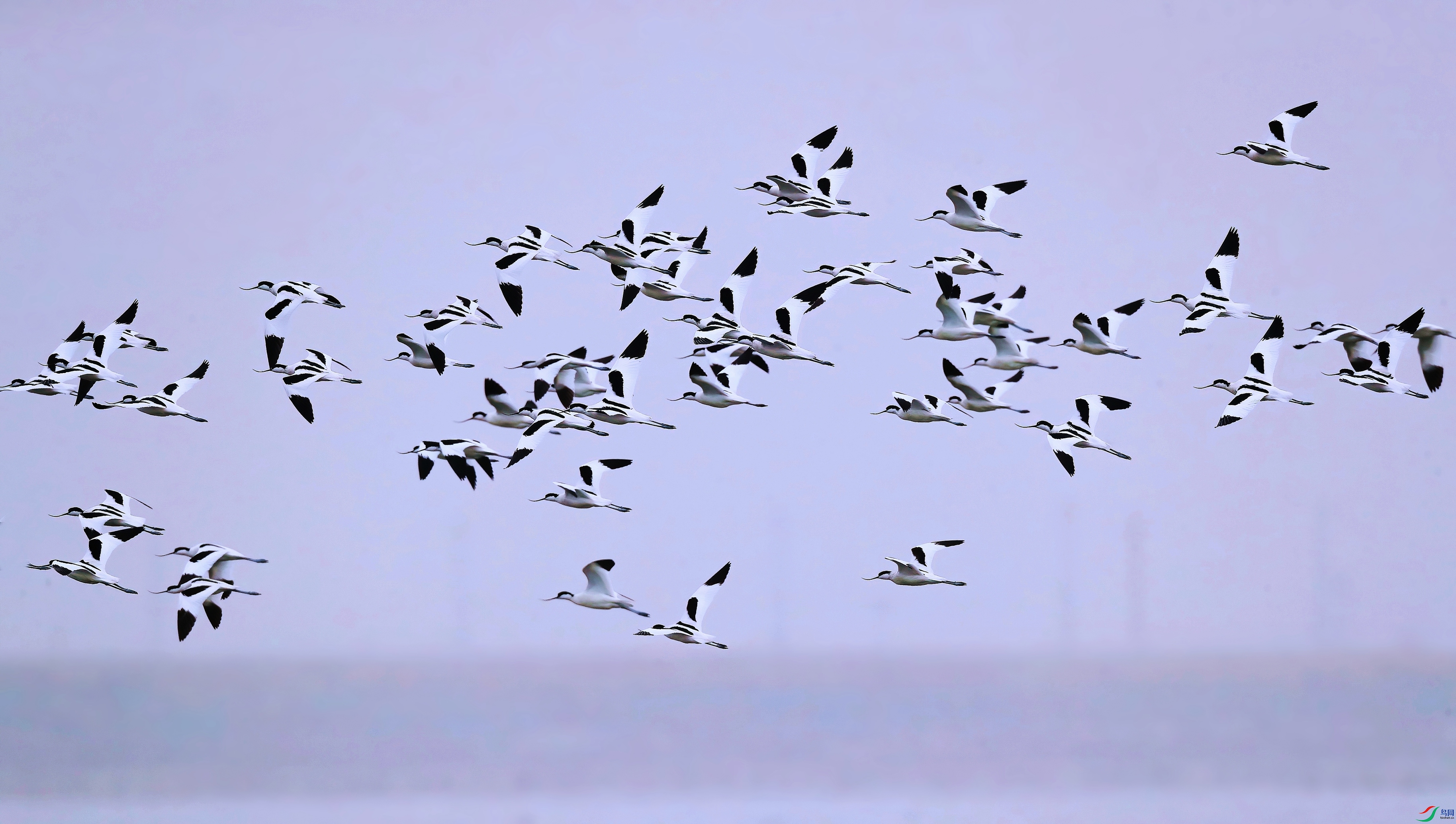 CK7I9785-DeNoiseAI-clear.JPG