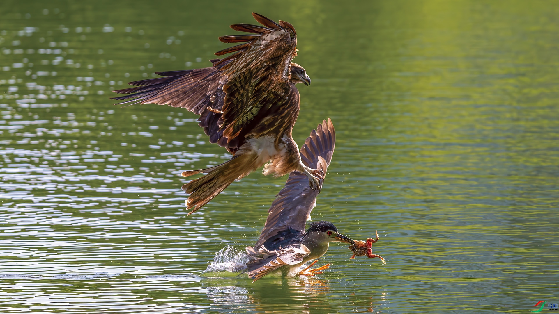 DSC_6515-����ǿ-NR.jpg