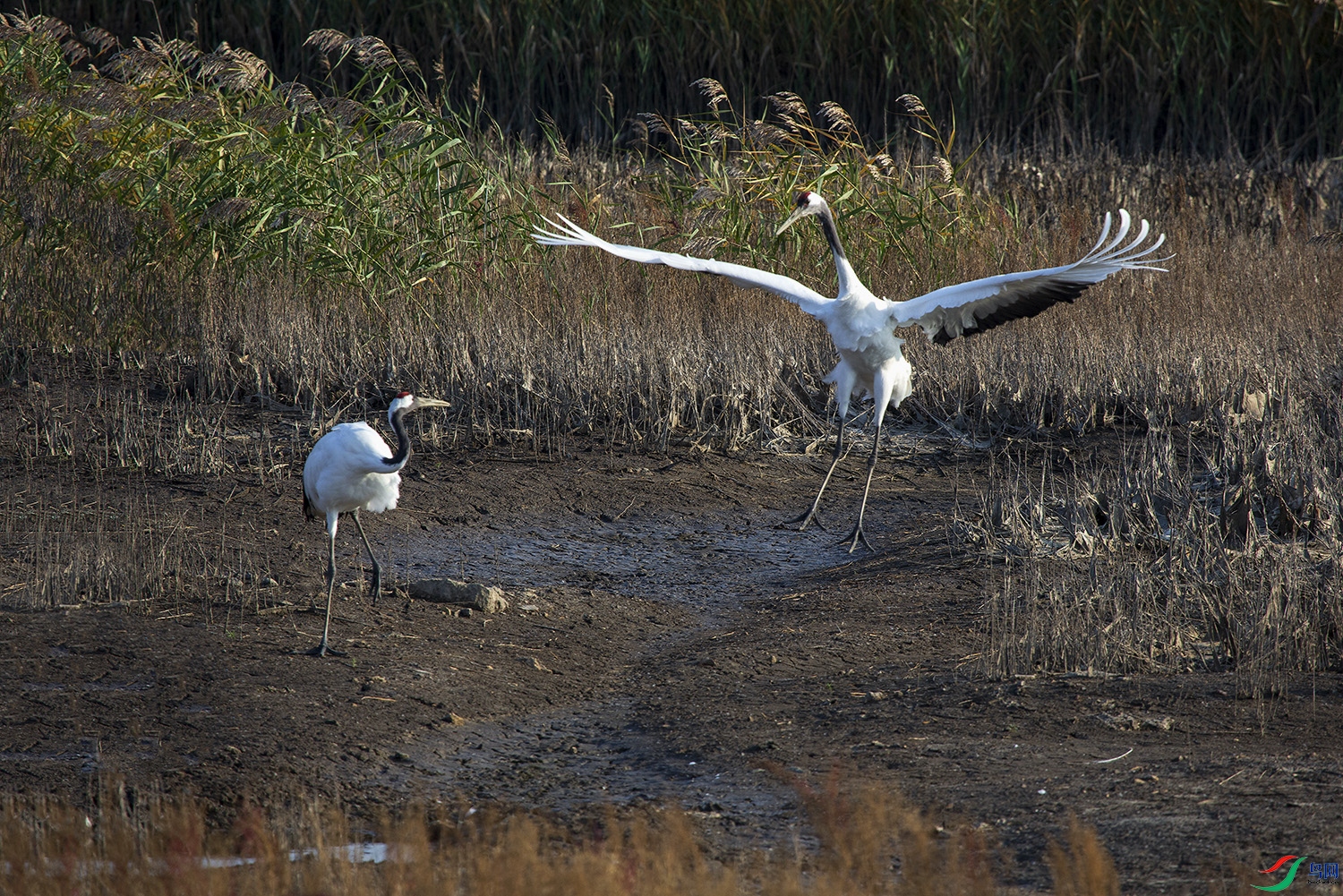 �ɱ���Զ�ǵ��ɺ������