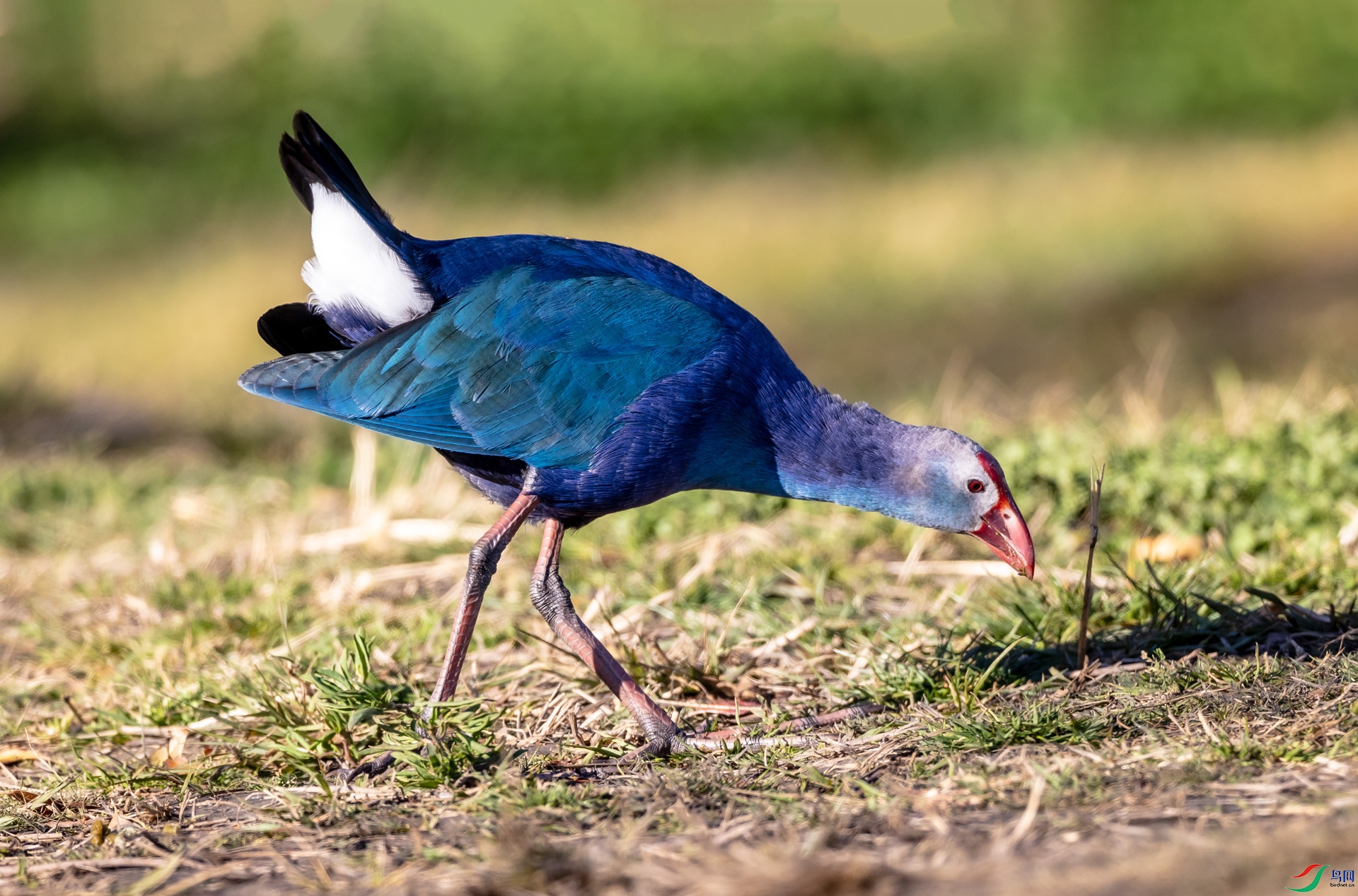 _Y1A9378111 - �}�u.jpg