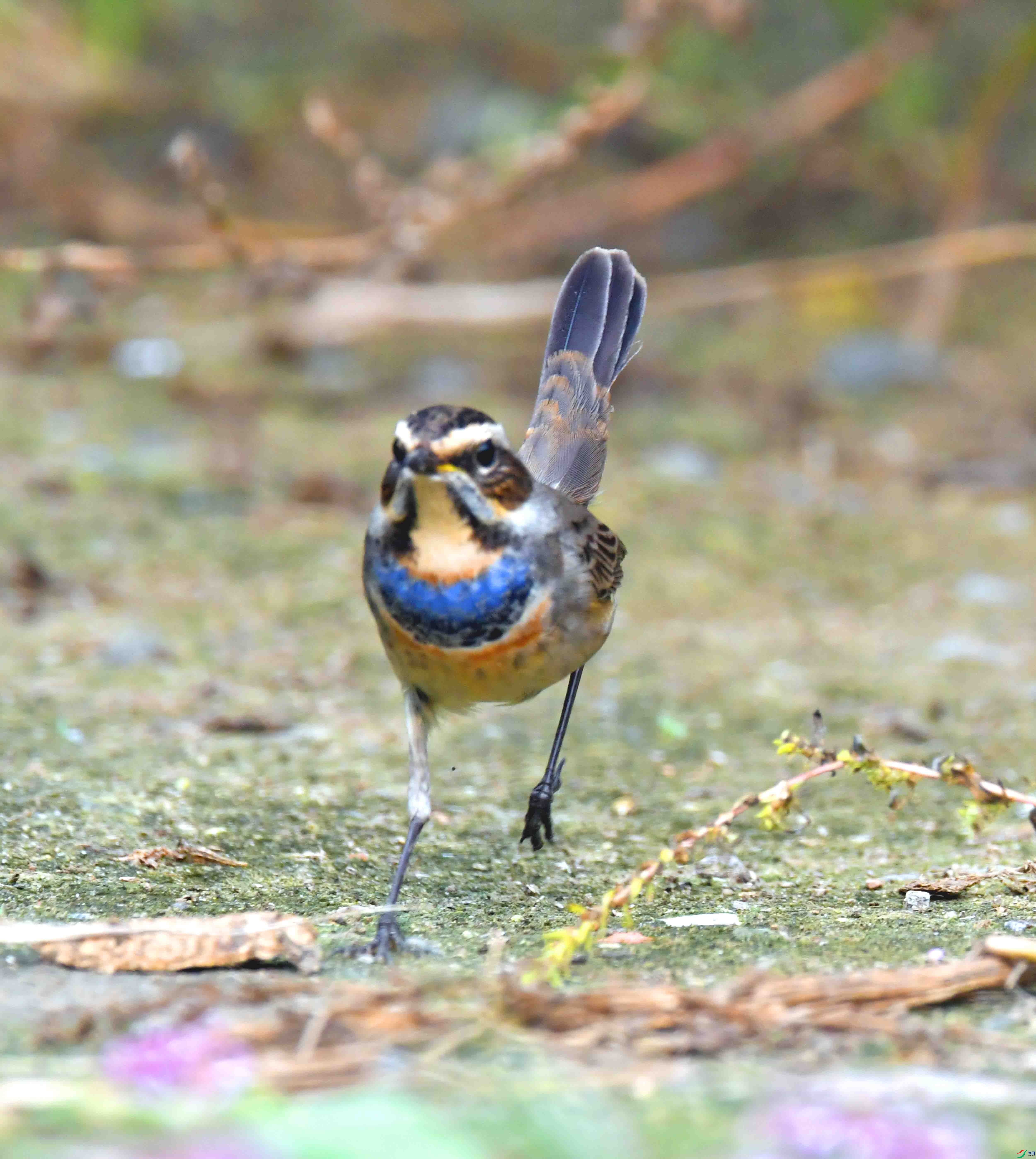 DSC_3560.JPG