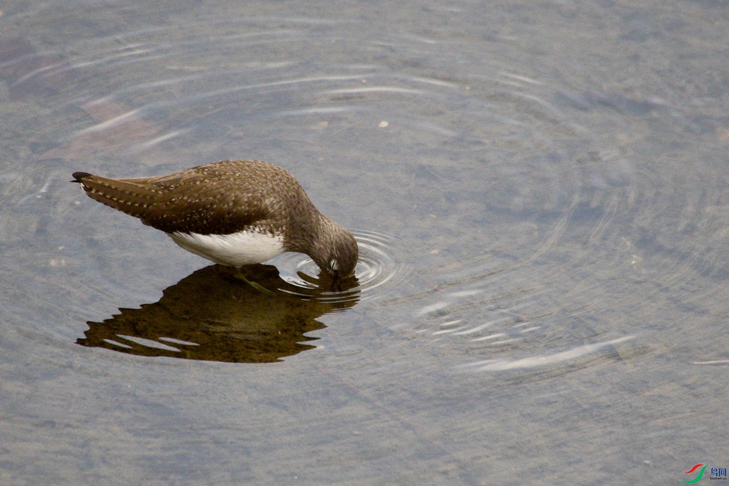 DSC_4785.JPG