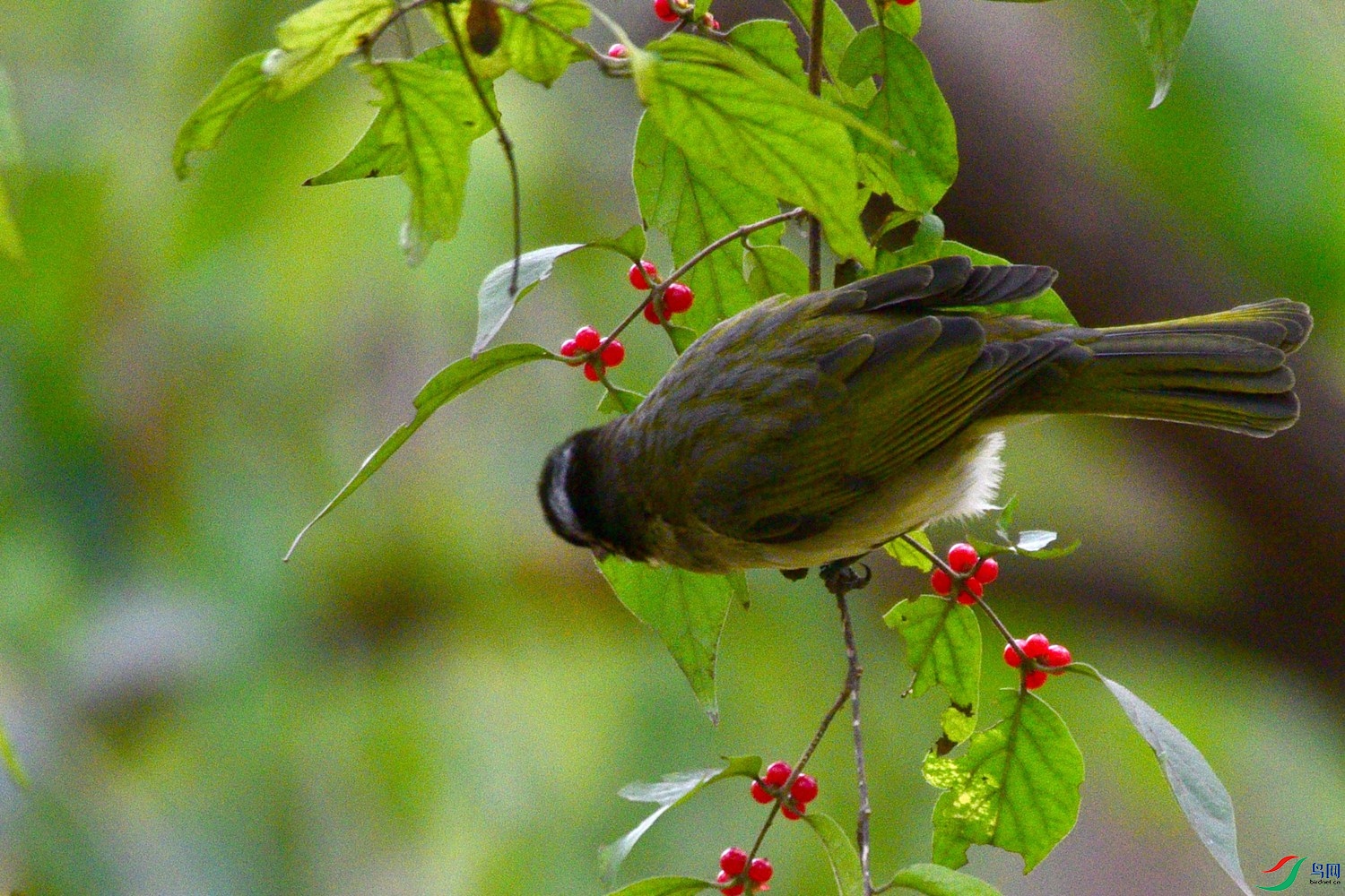 DSC_6095.JPG