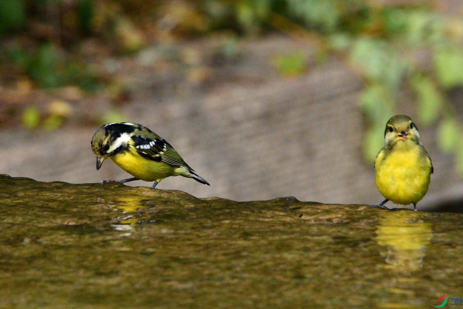 DSC_6447.JPG