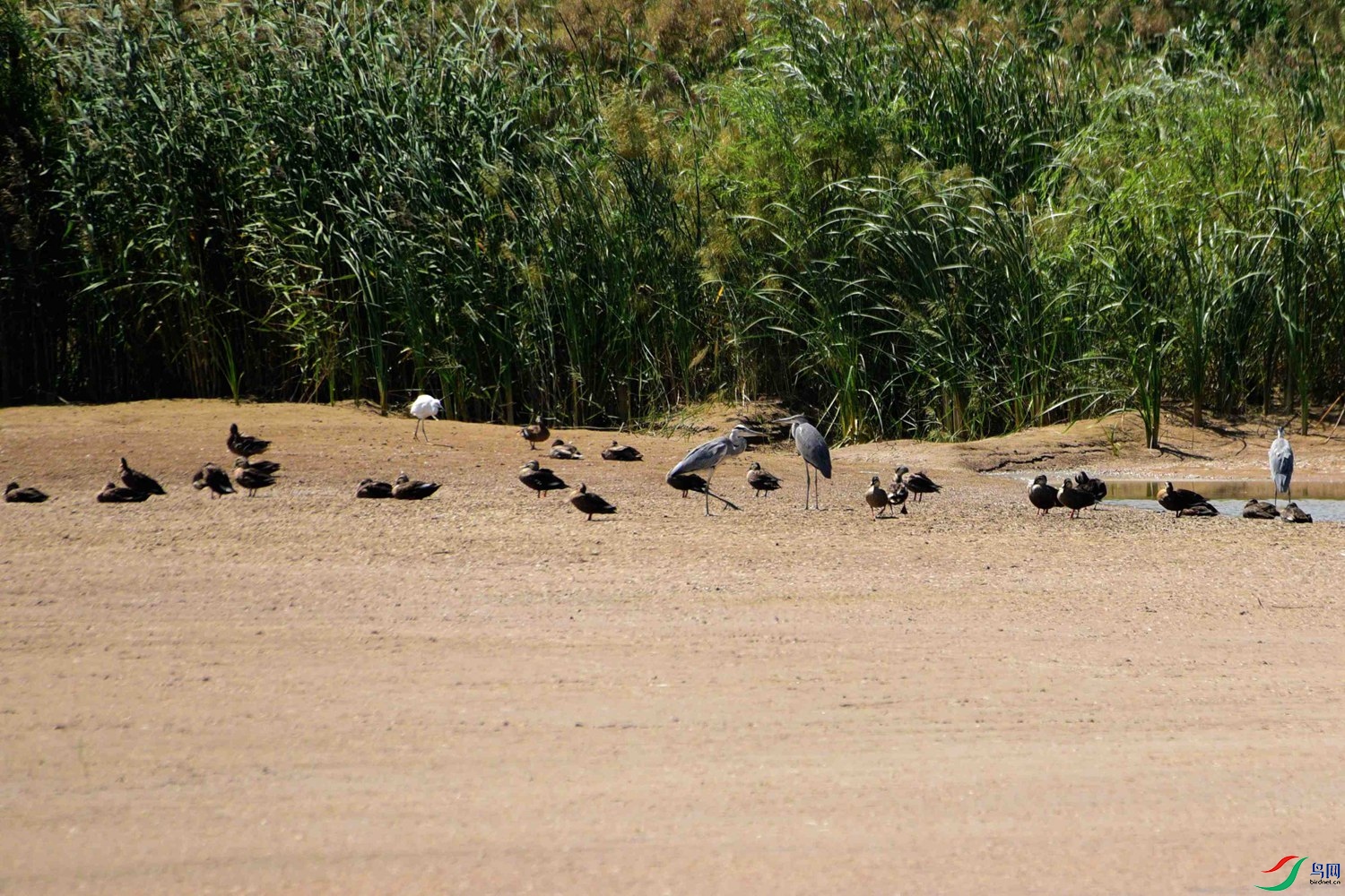 DSC_6477.JPG