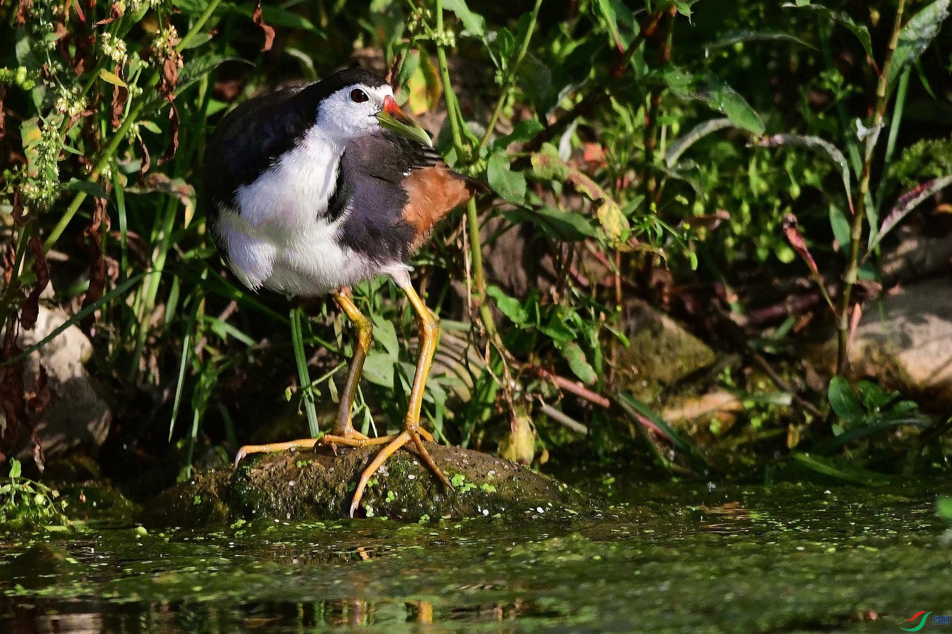 DSC_0637_����.jpg