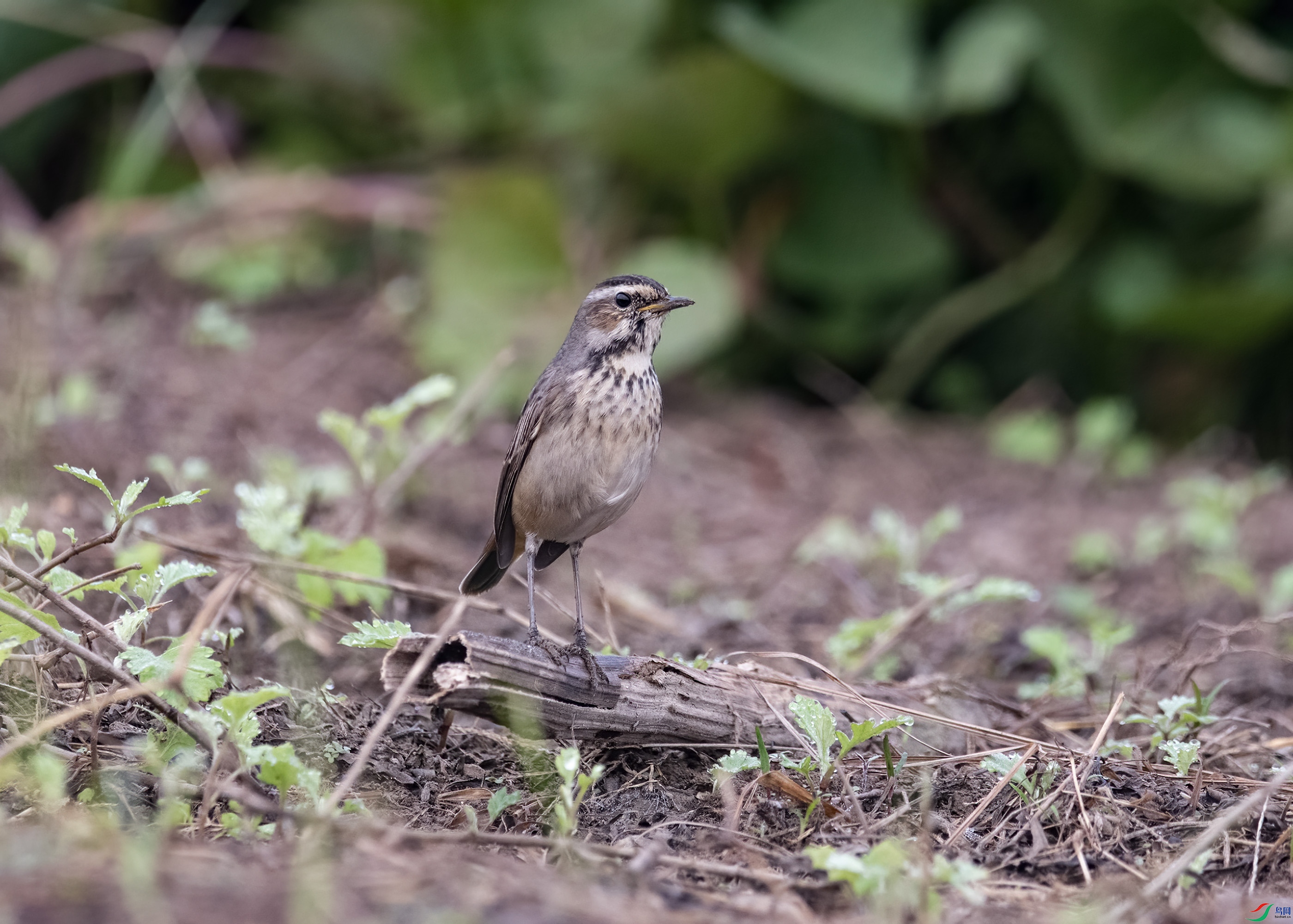DSC_6993.jpg