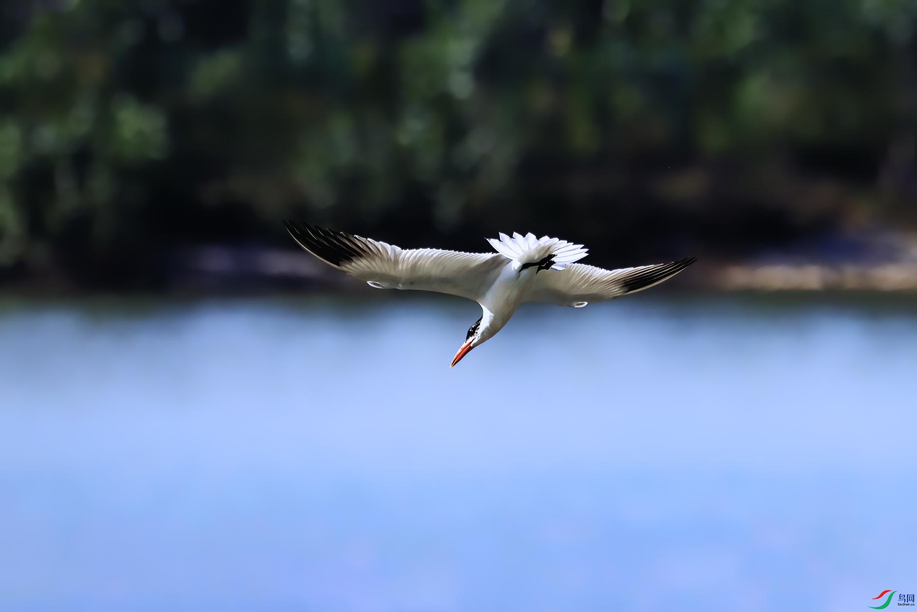 �������Ÿ