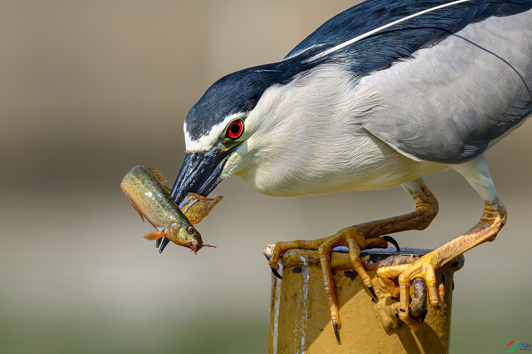 DSC_5308-1.jpg