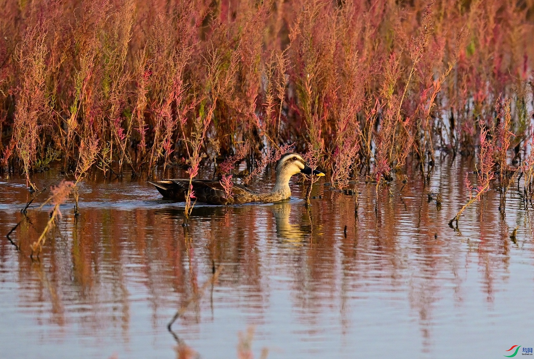 _DSC7405f.jpg