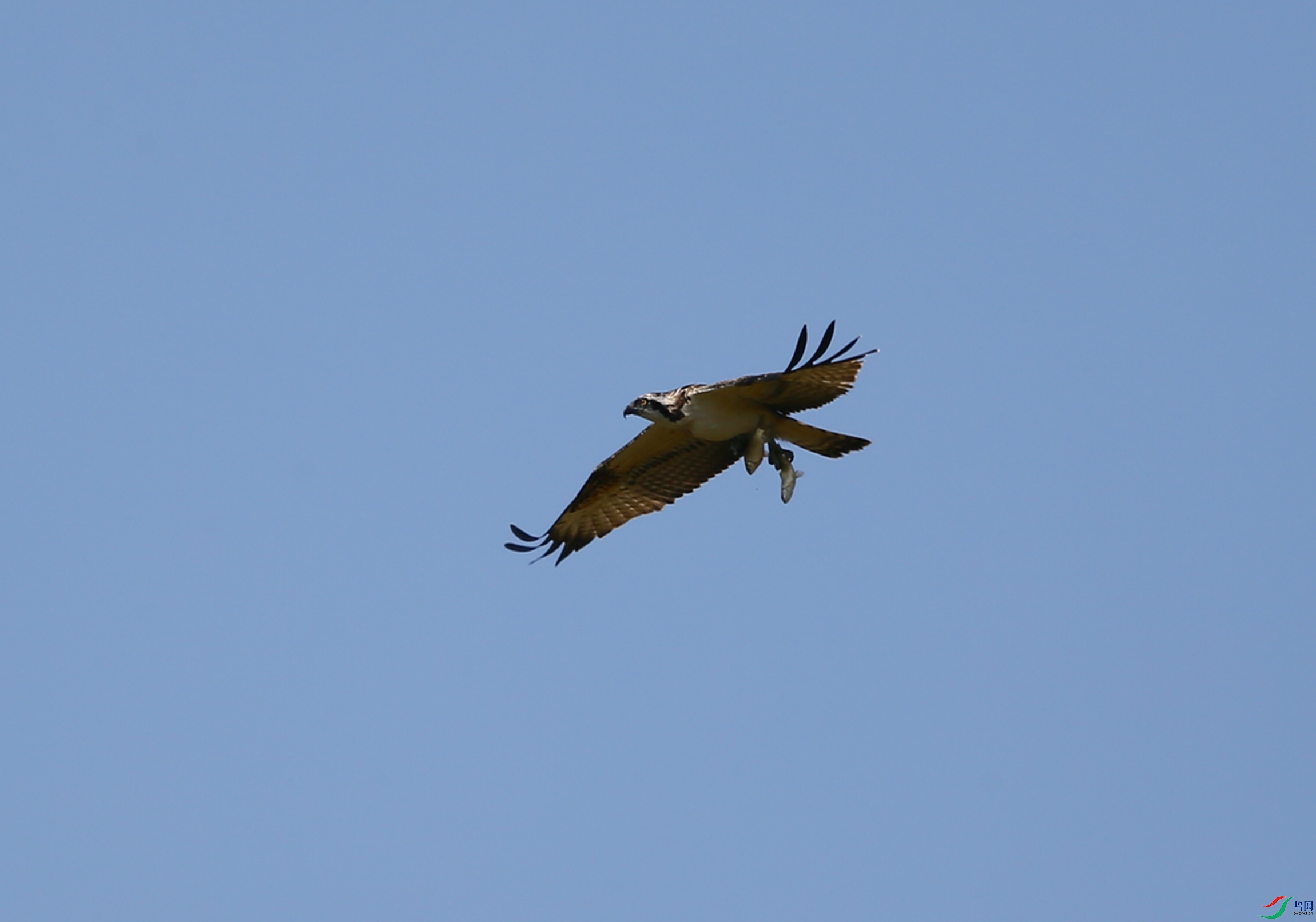 AZYM6290.JPG