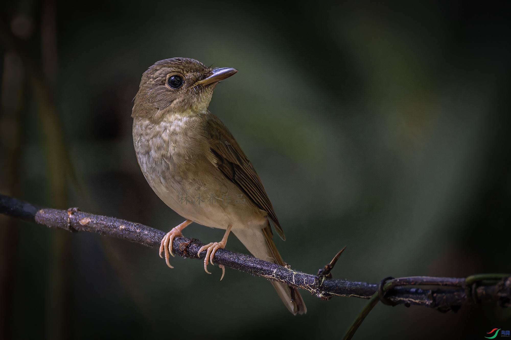 _97A6063-CR3 copy.jpg