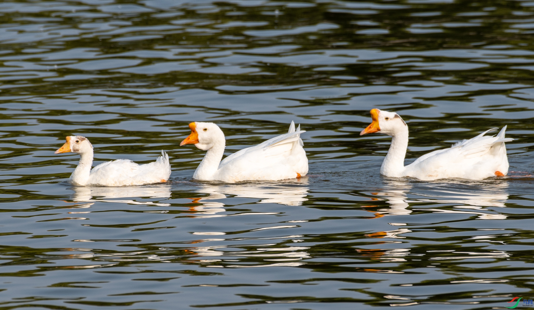 DSC_3893.jpg
