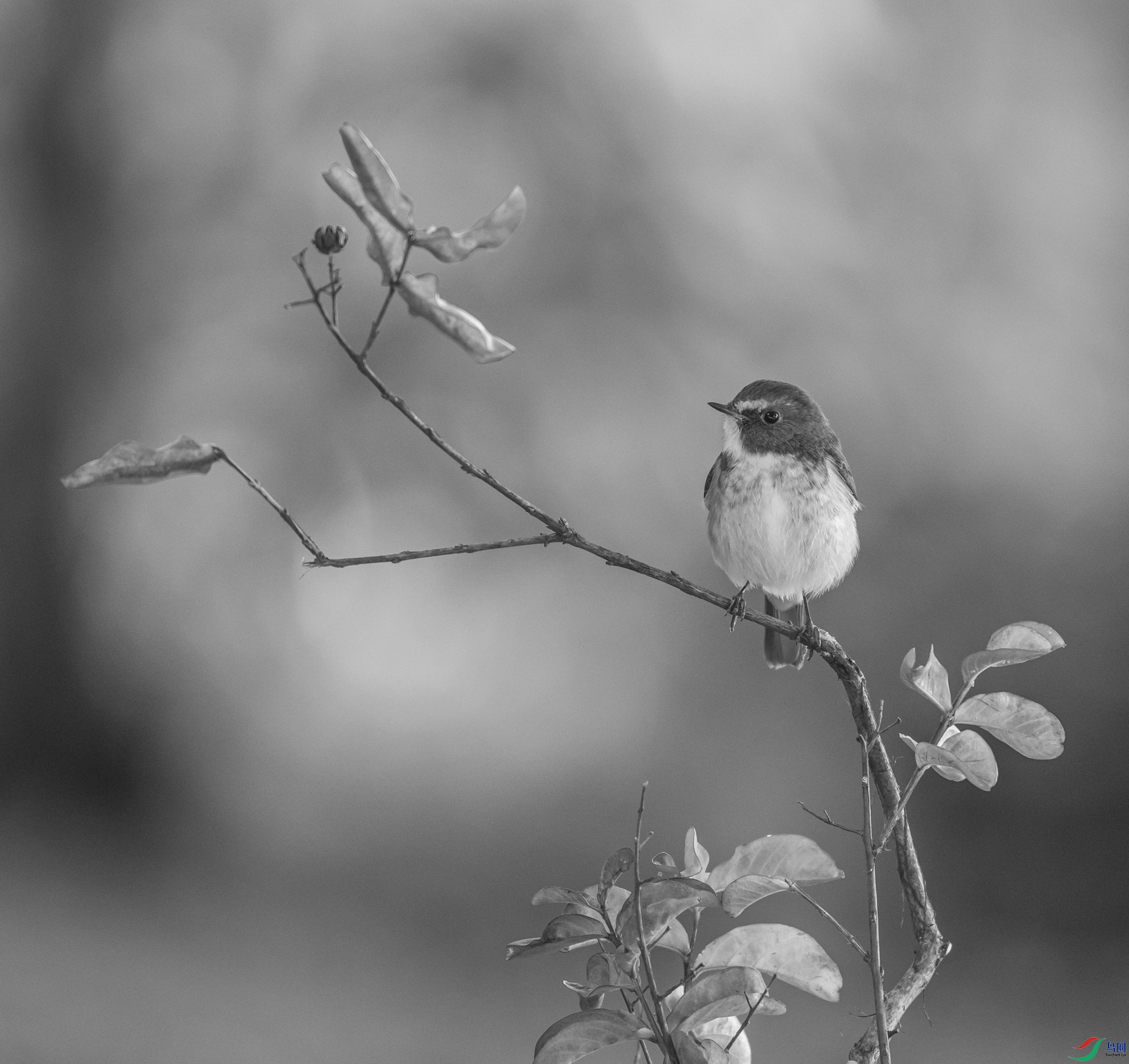 _Y1A7425999 - �}�u.jpg