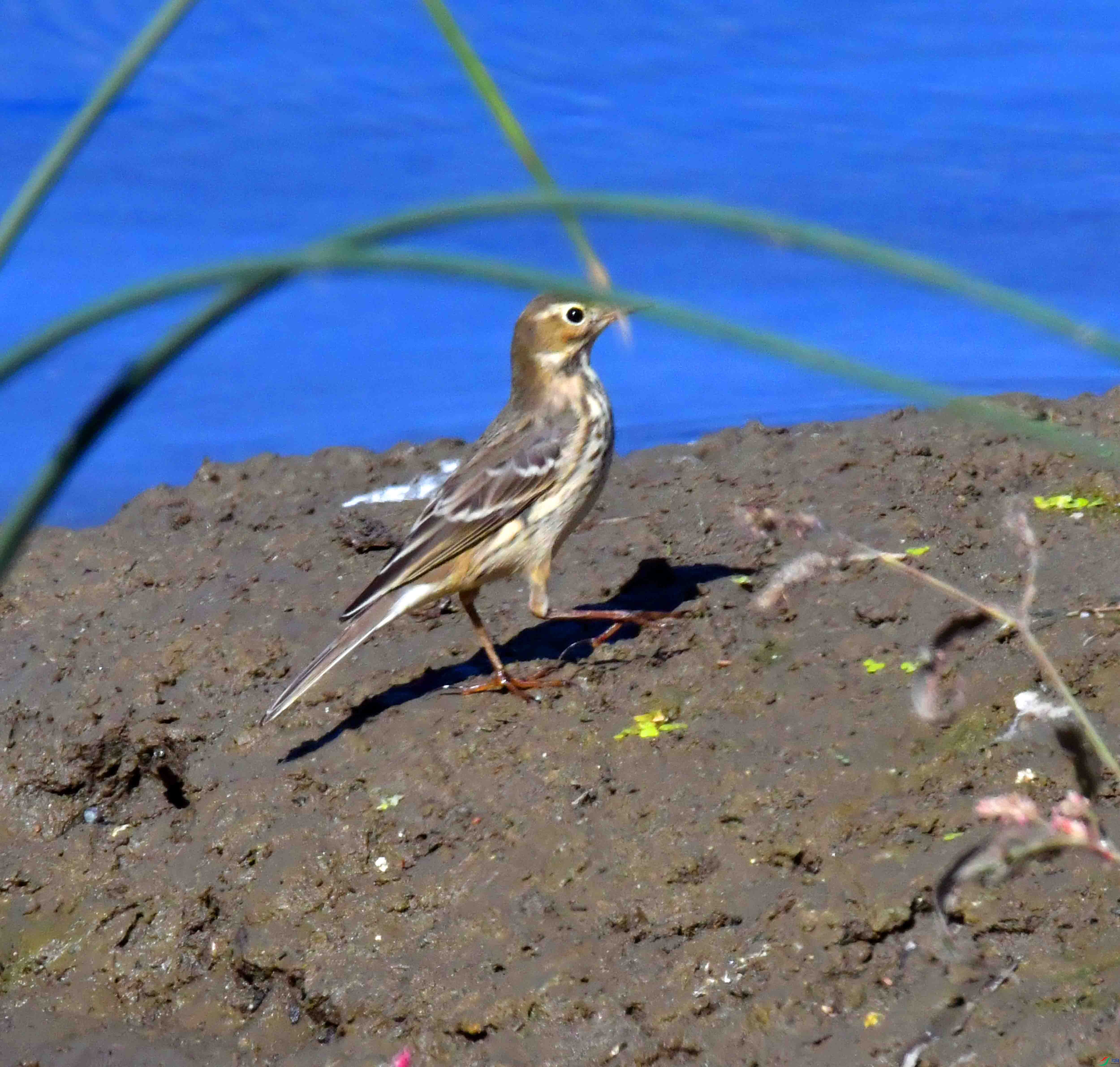 DSC_8589.JPG