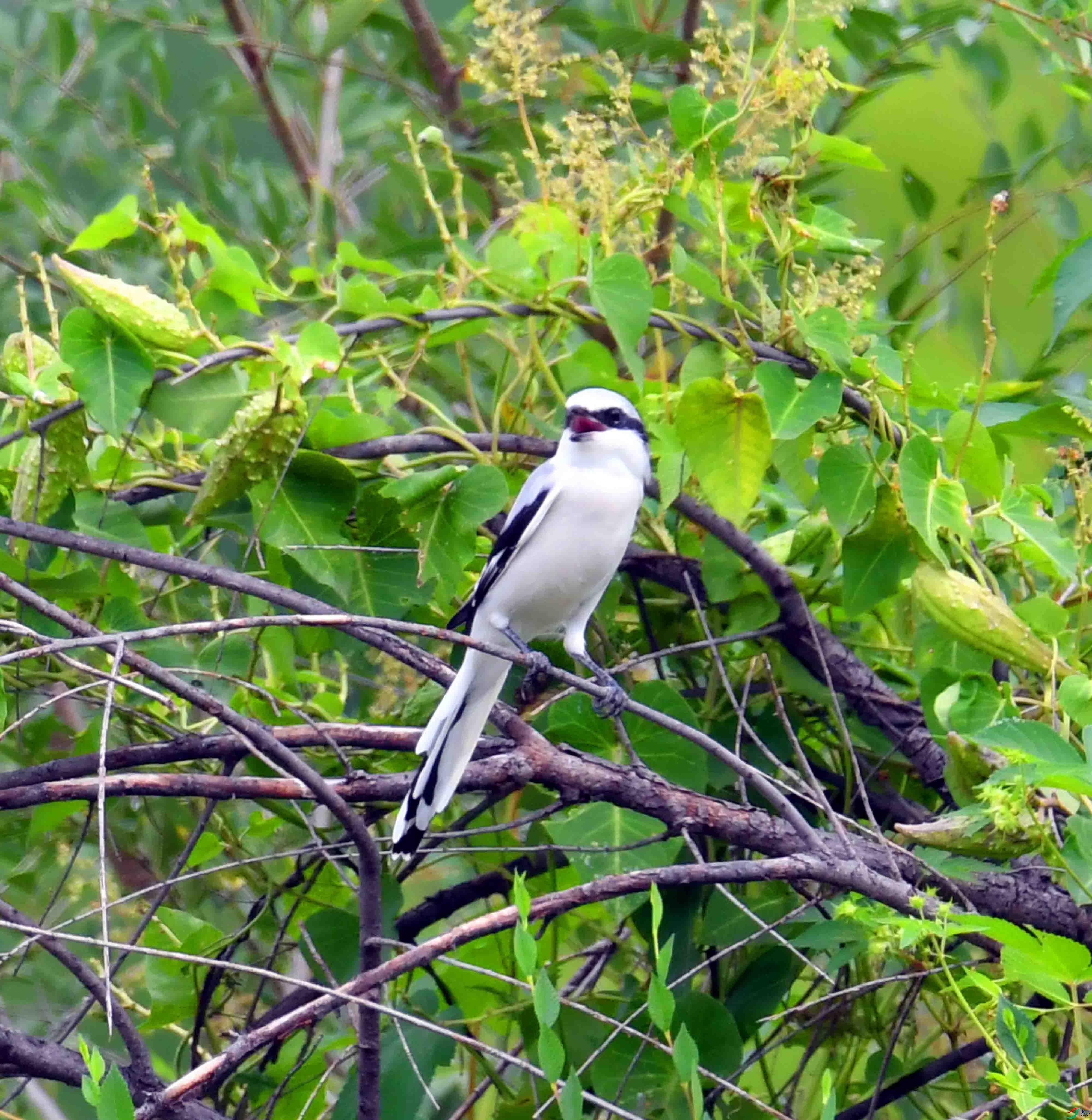 DSC_5229.JPG
