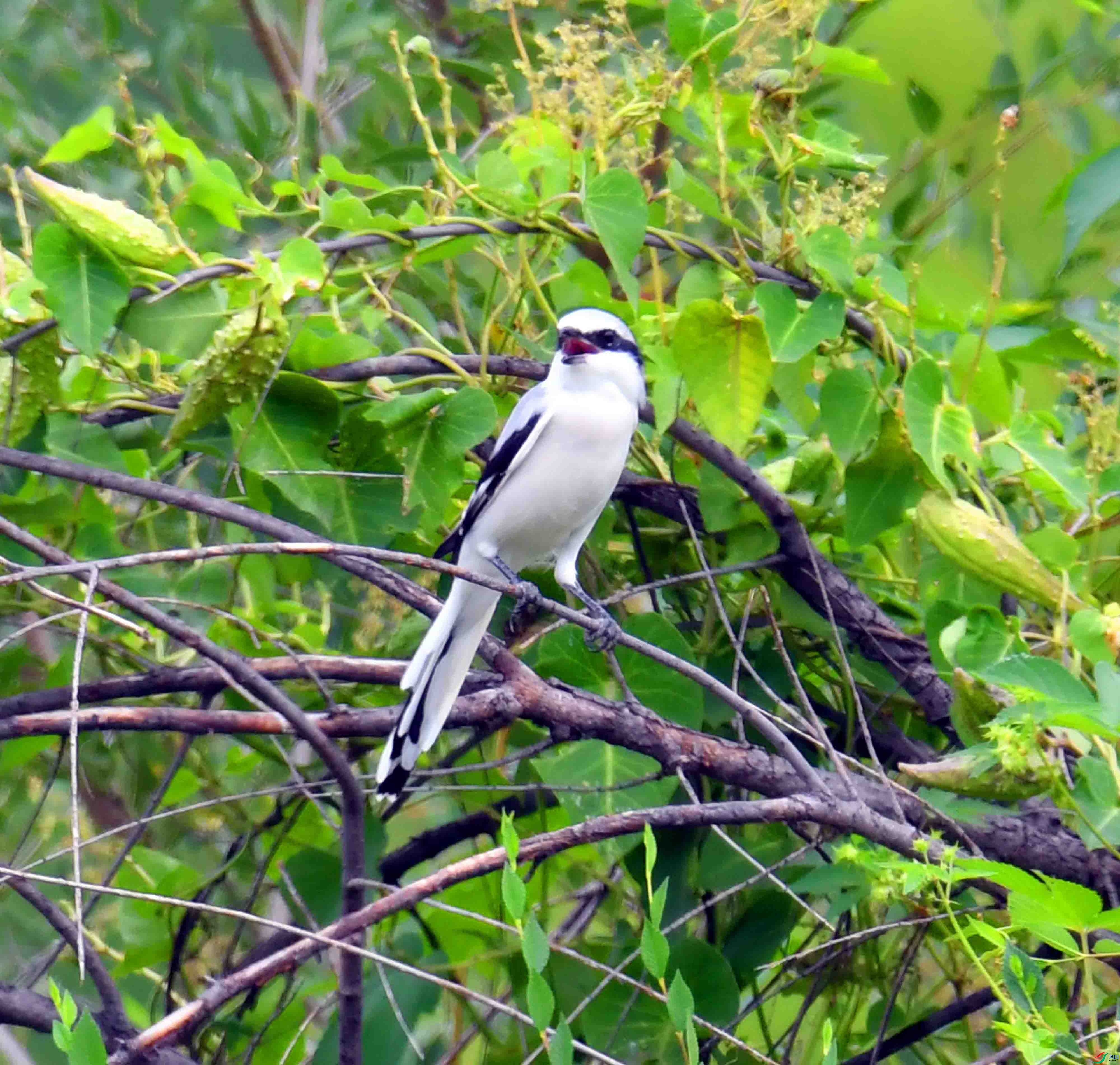 DSC_5230.JPG