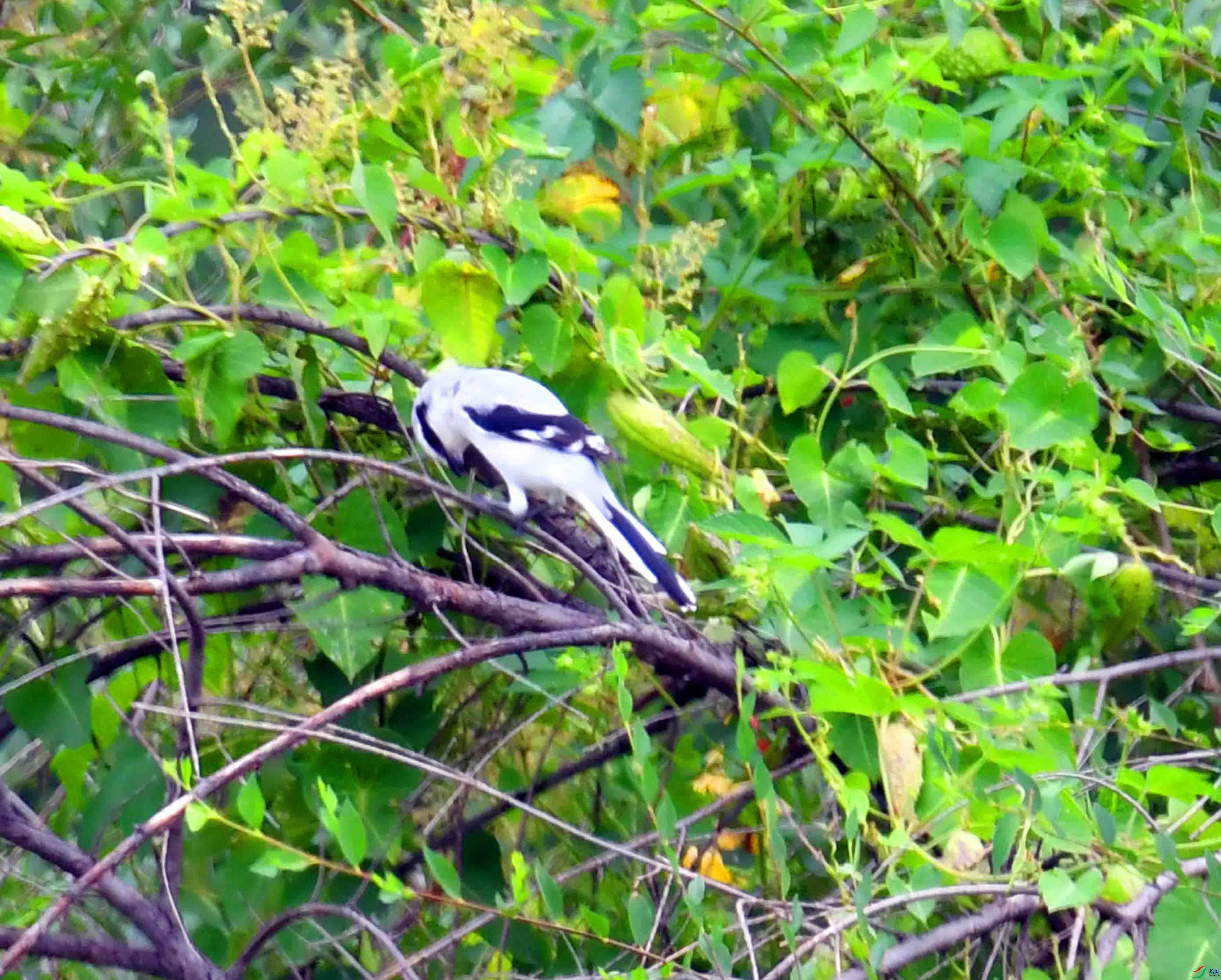 DSC_5219.JPG