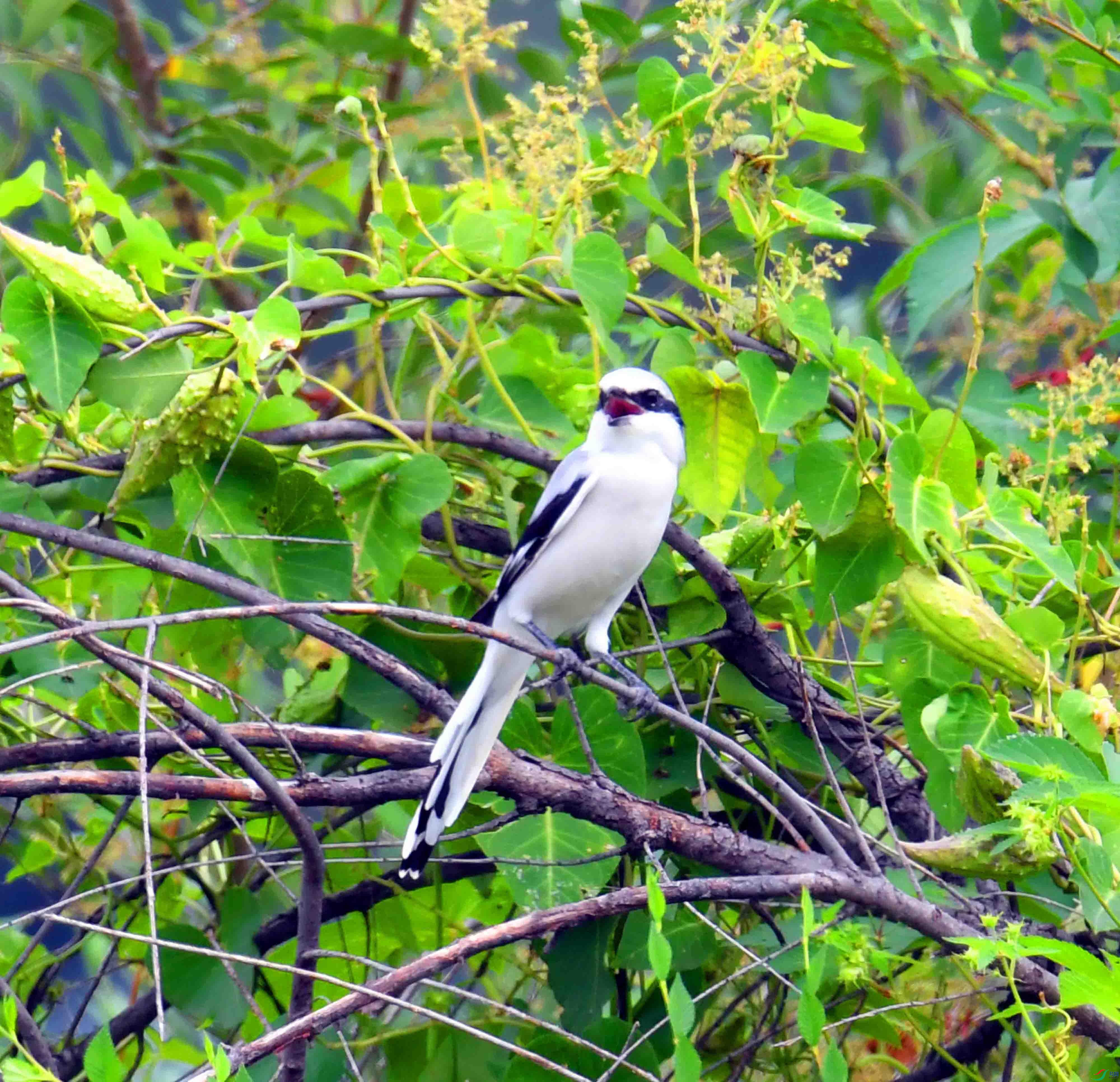 DSC_5236.JPG