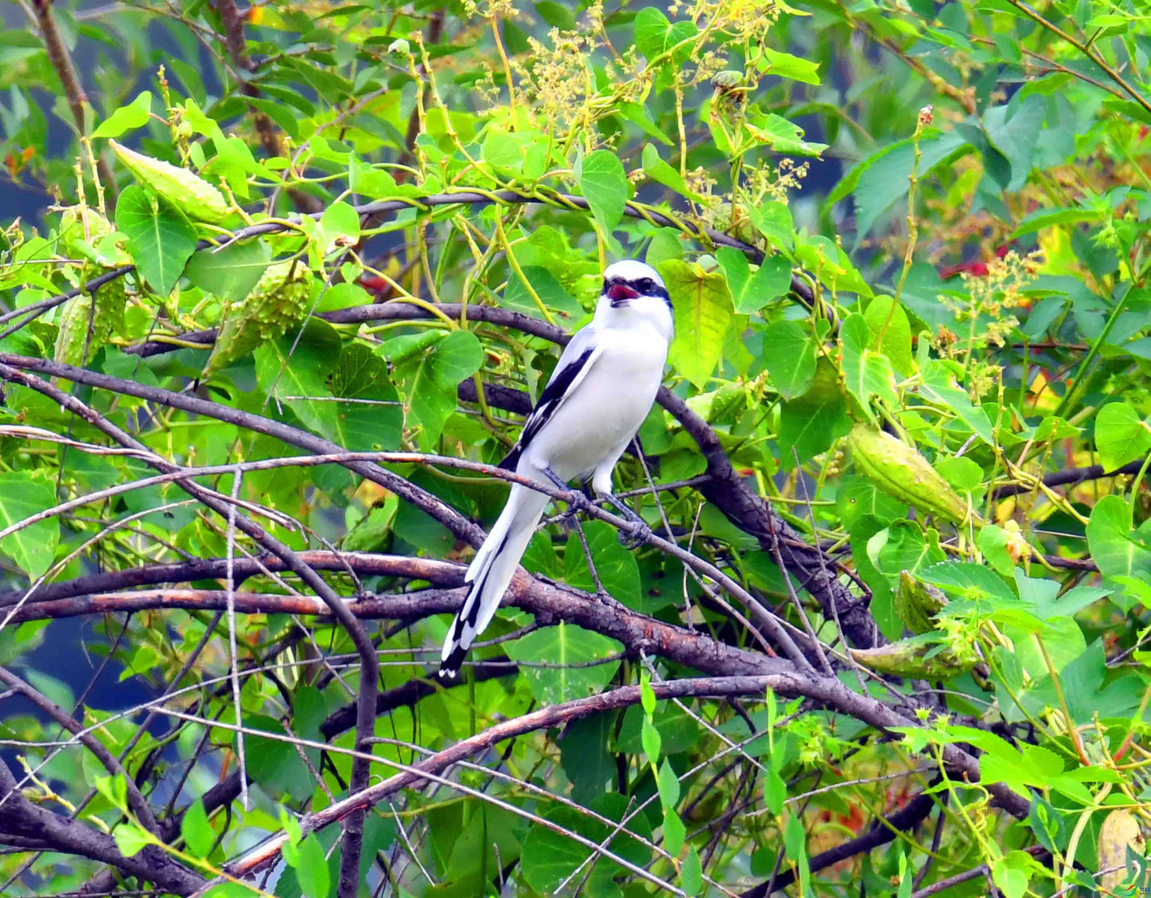 DSC_5233.JPG
