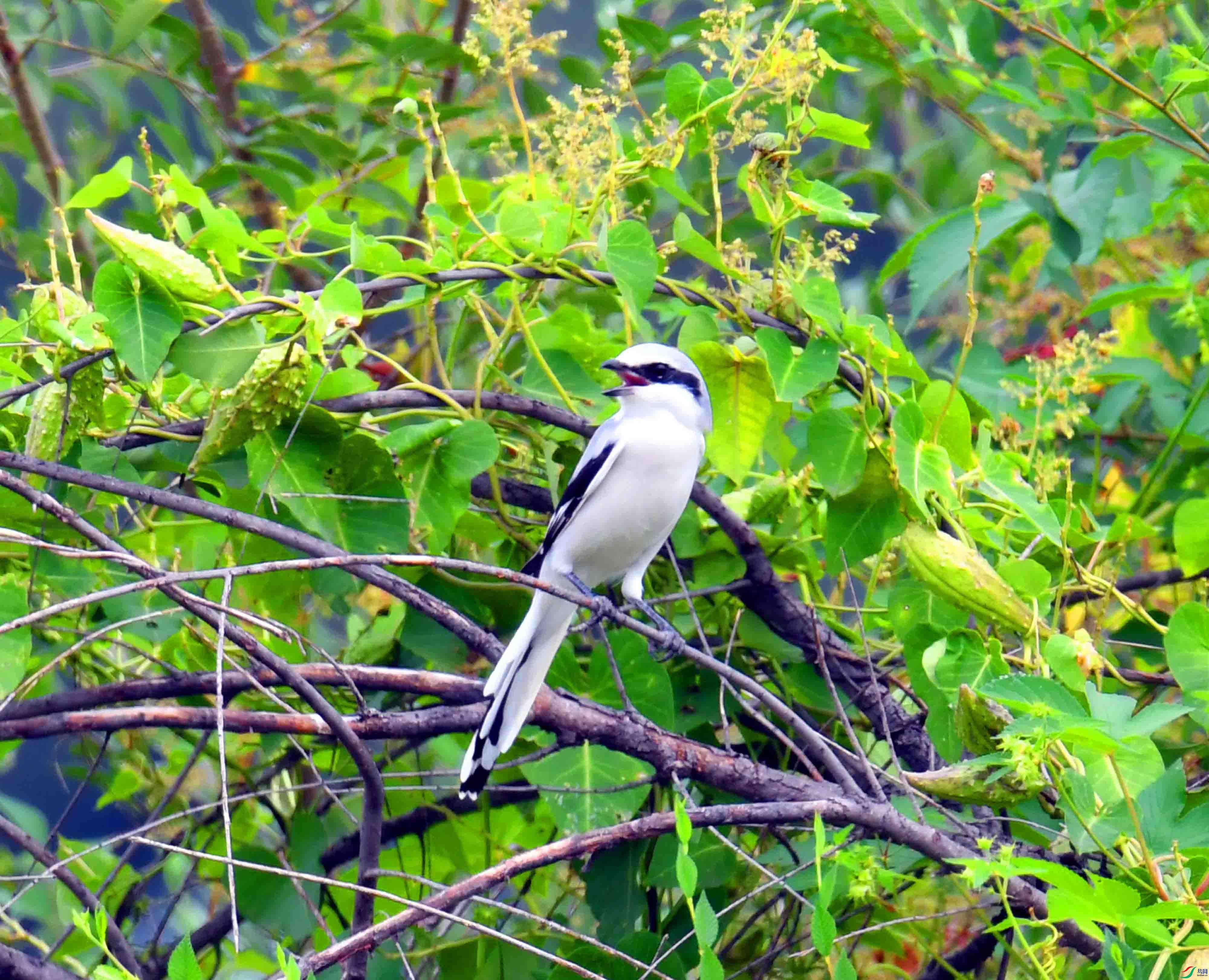 DSC_5238.JPG