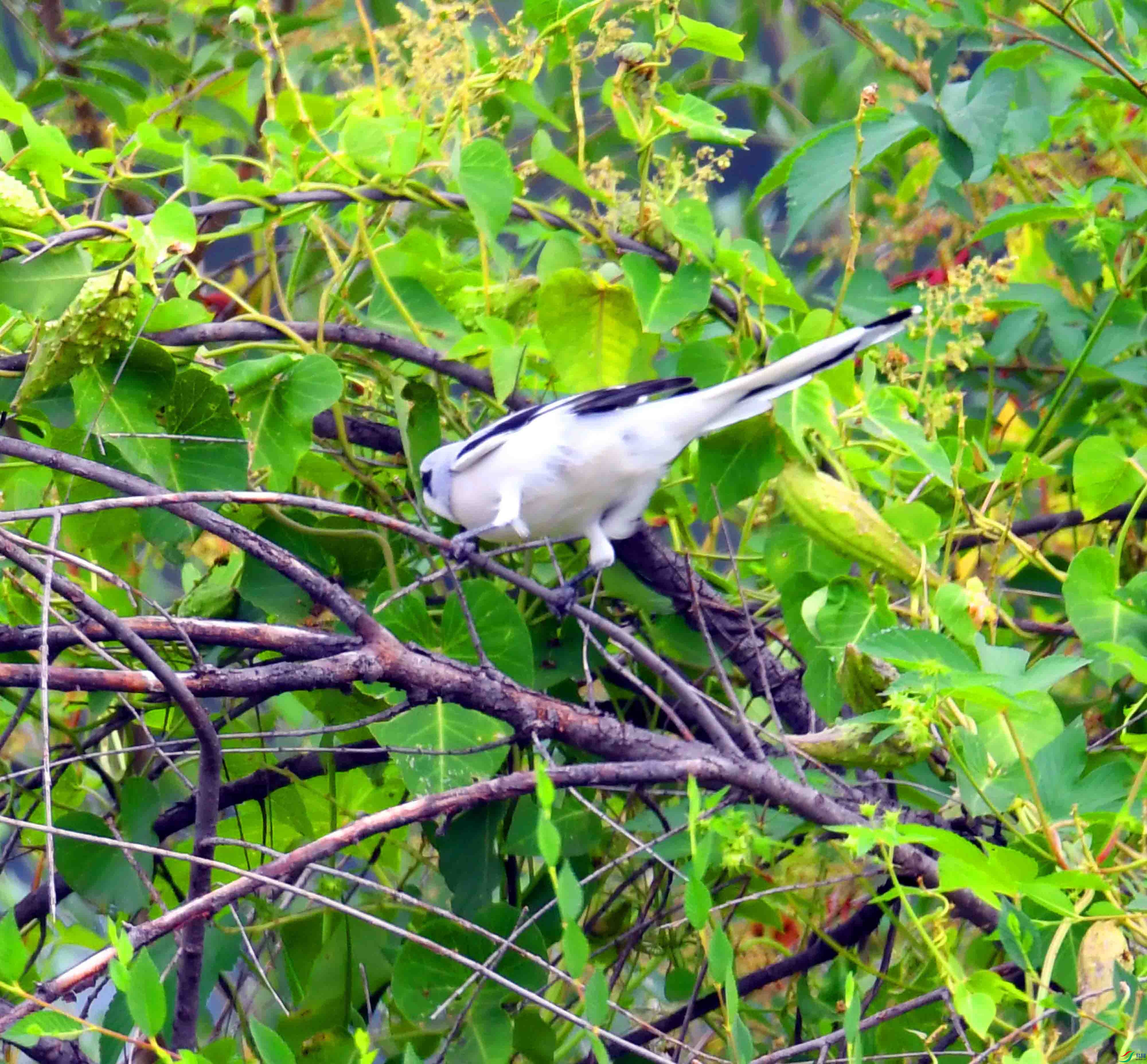 DSC_5240.JPG