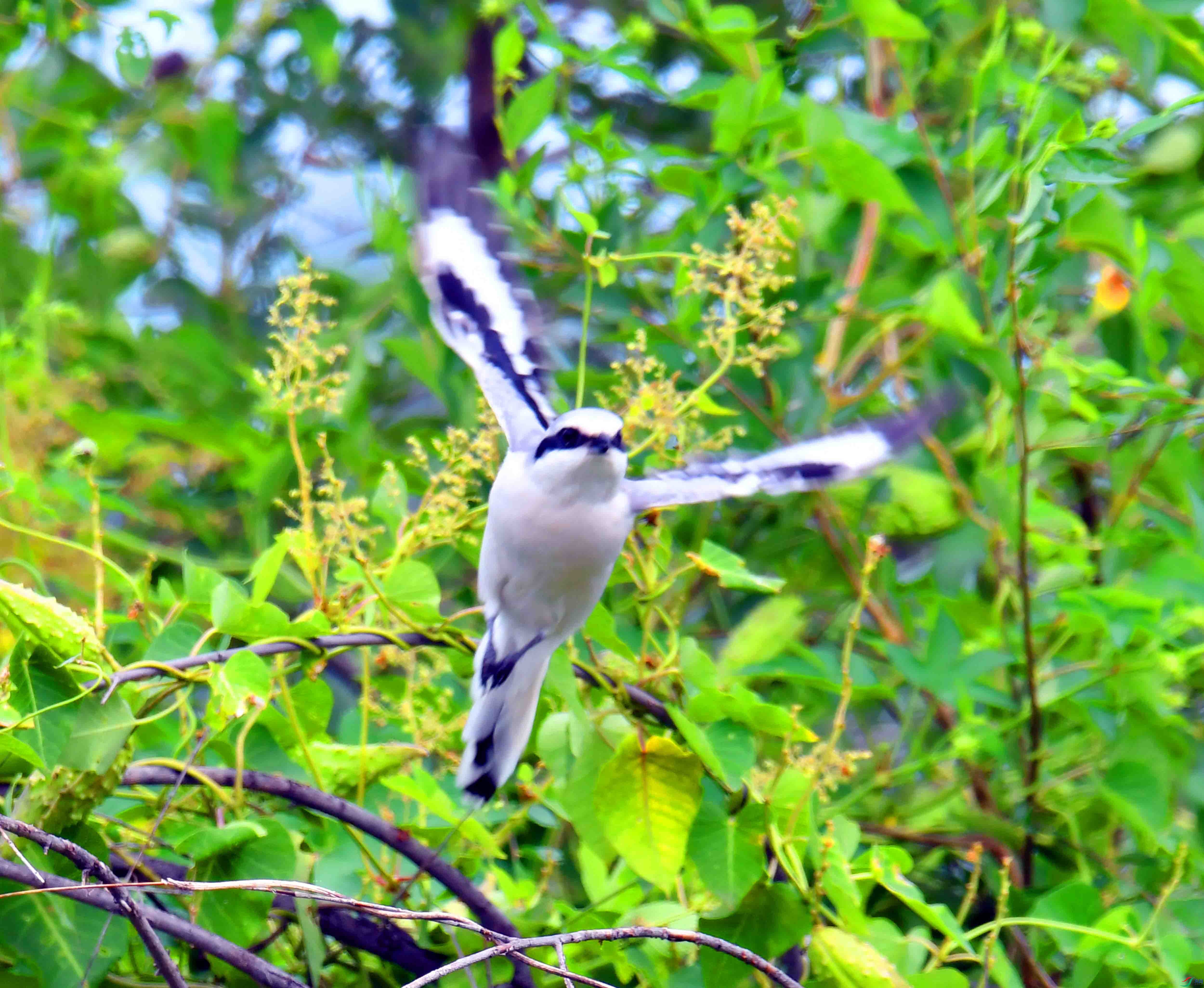DSC_5327.JPG