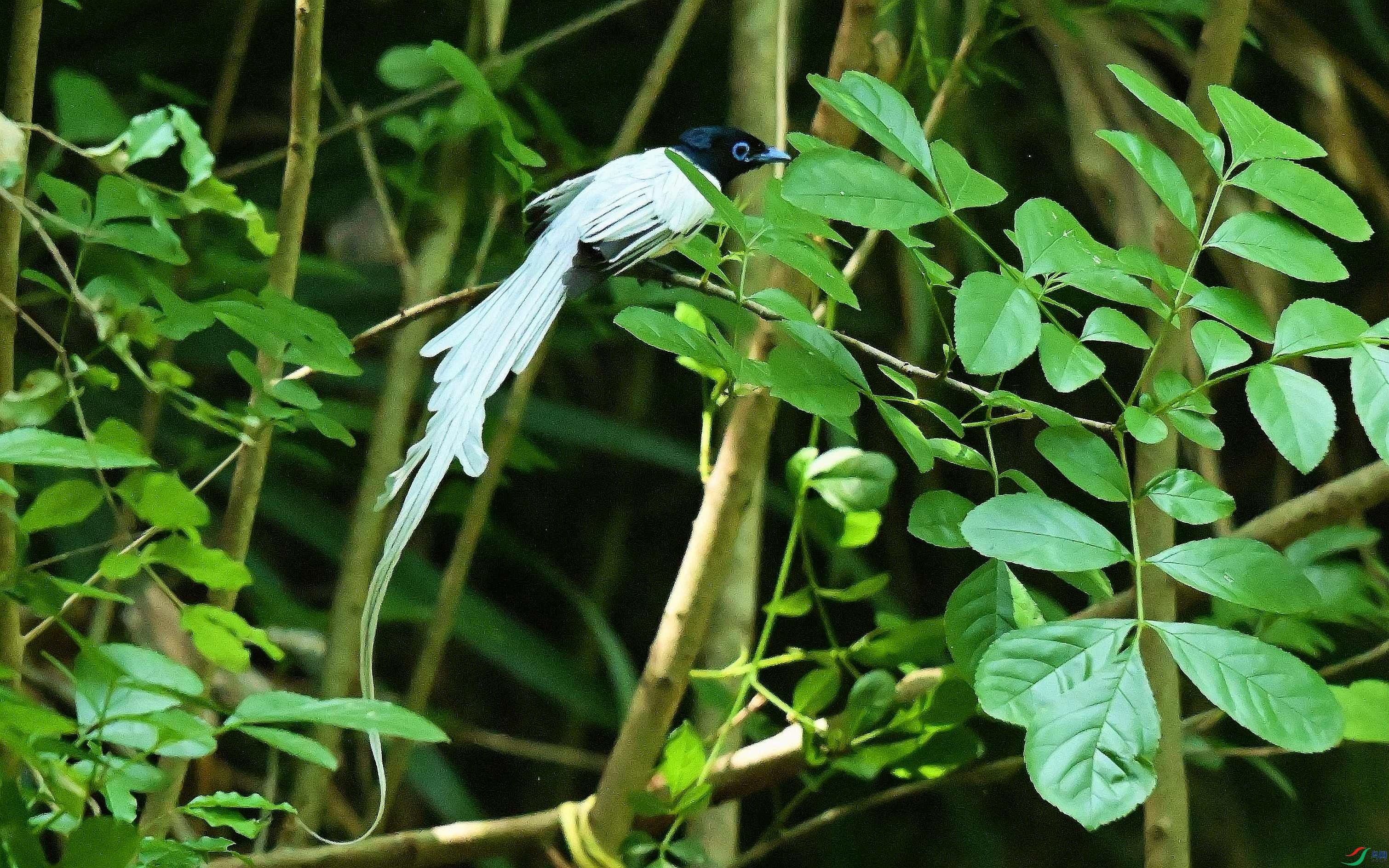 DSC_2401_����.jpg