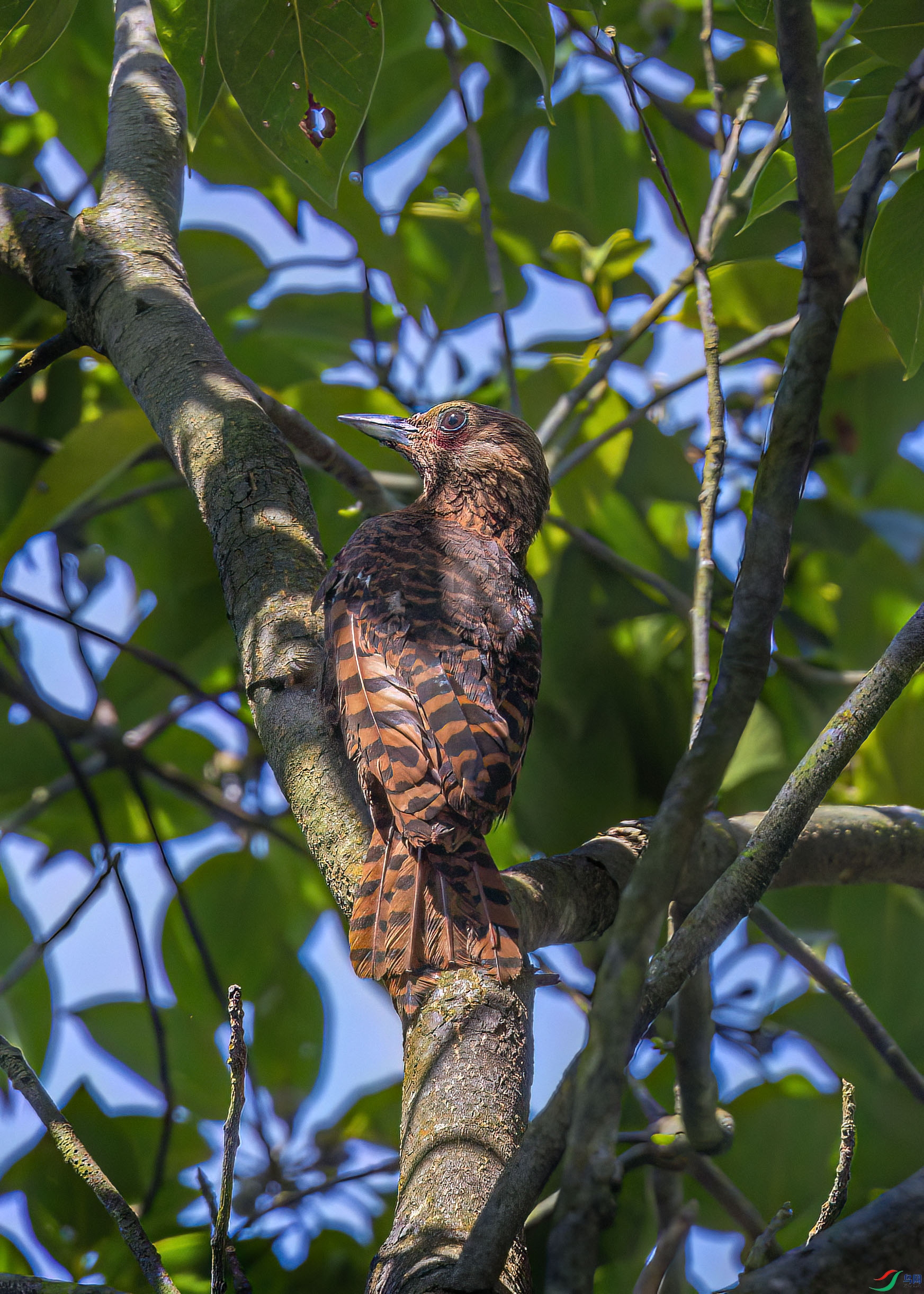 ����ľ��1