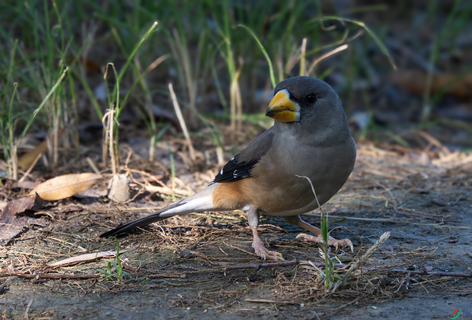 DSC_6262-����ǿ-NR ����.jpg