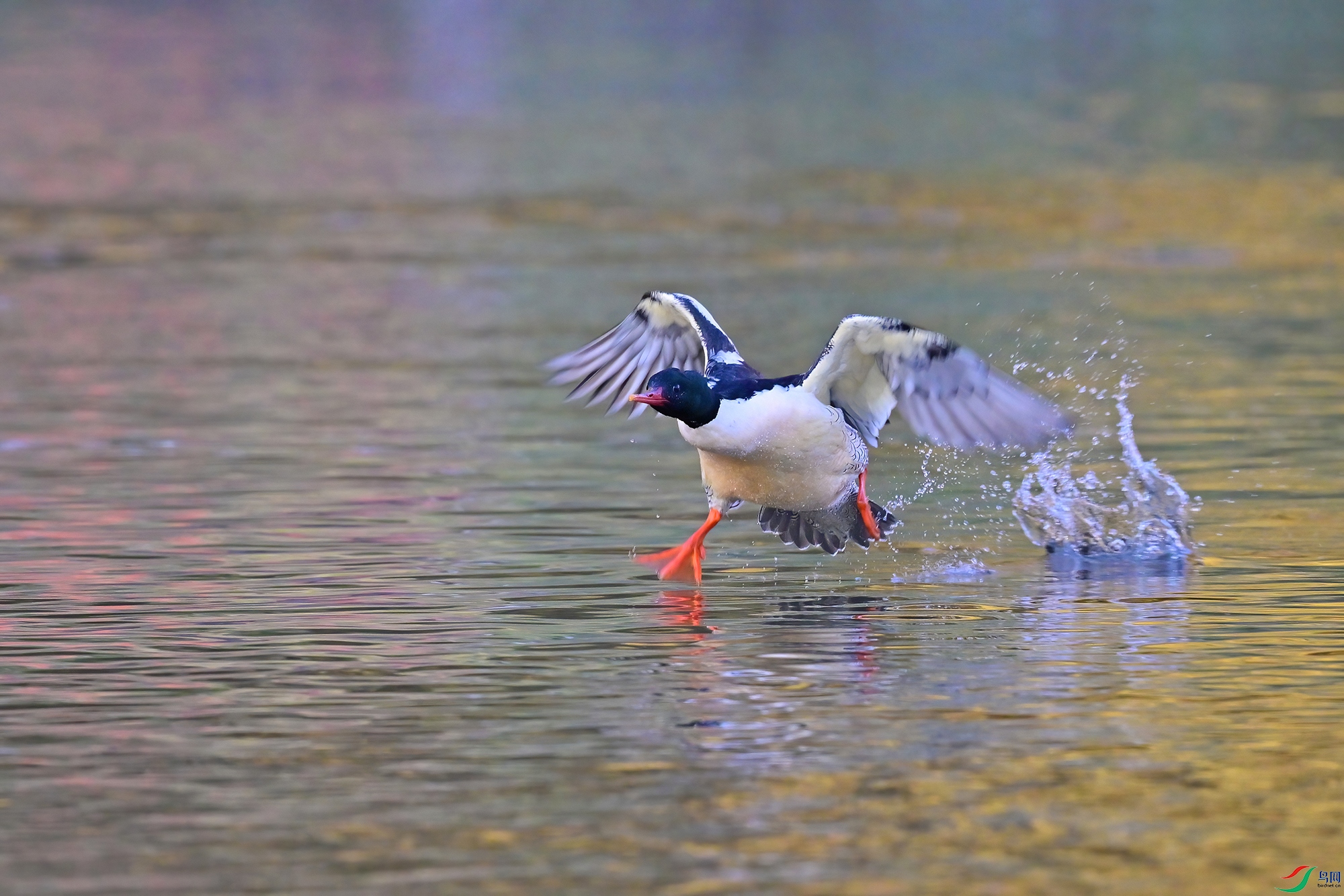 DSC_6362-V.jpg