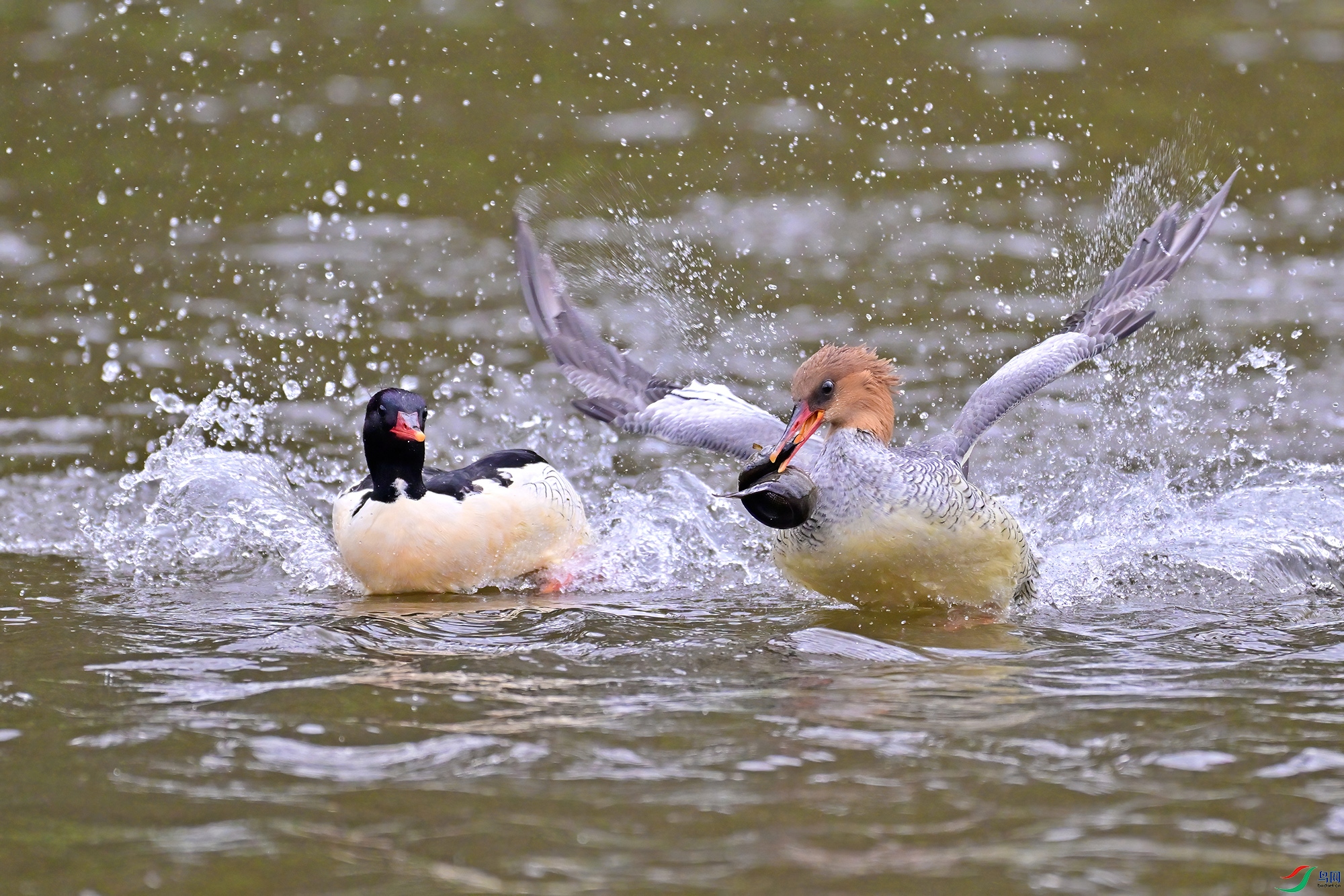 DSC_8275B.jpg