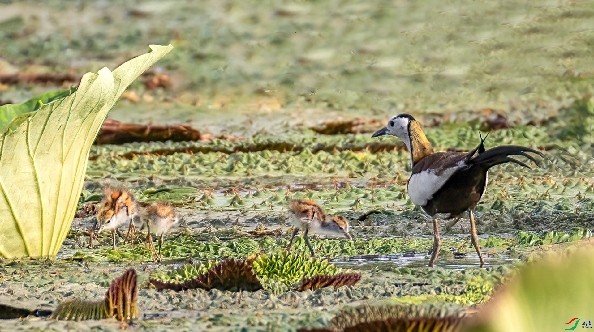 407A4418 ����-Sh----1 .jpg