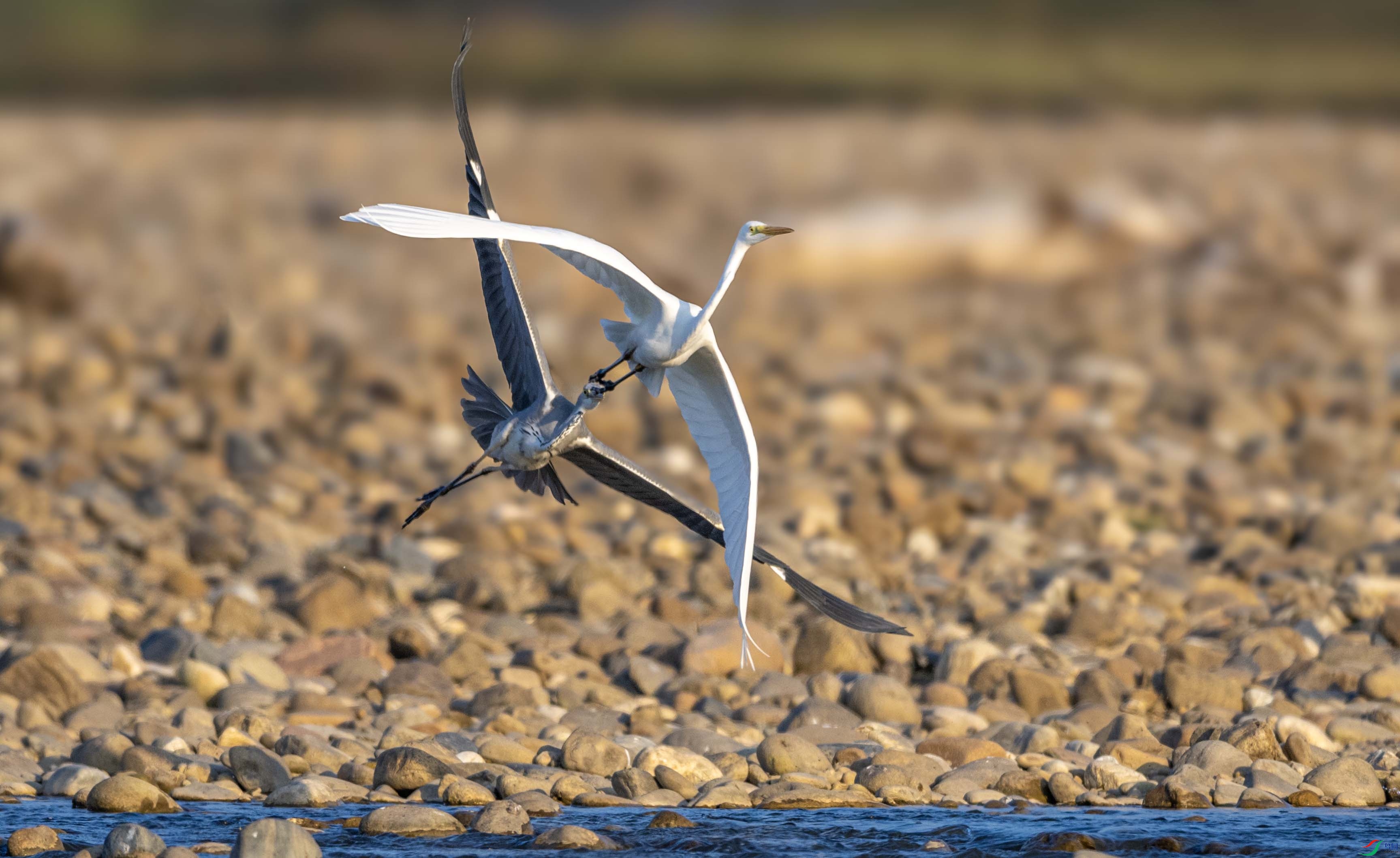 DSC_1457 ����.jpg