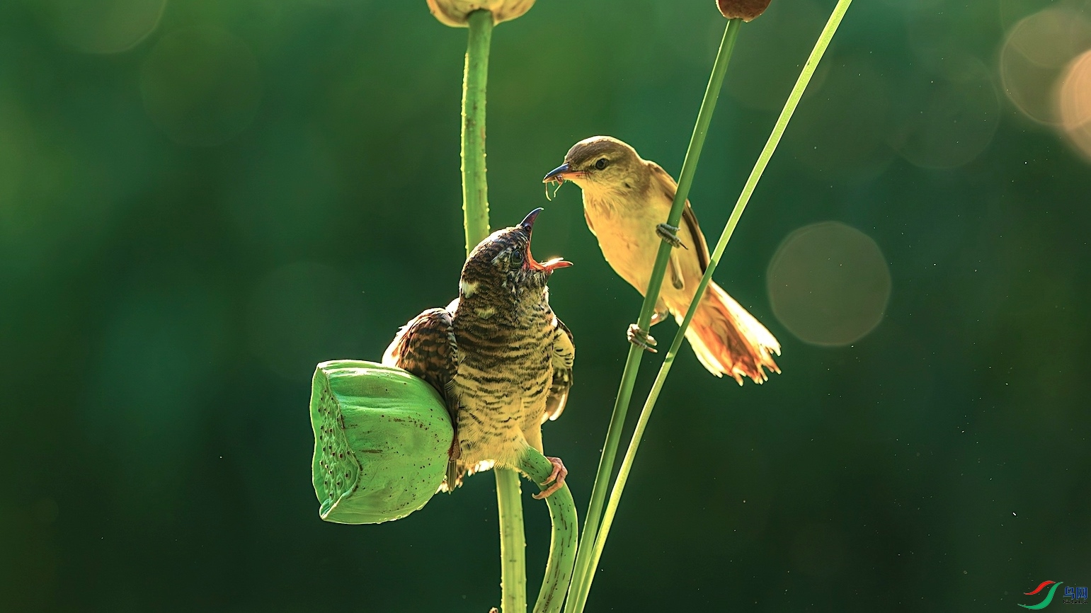 1_DSC4111-����ǿ-NR ����-1.jpeg