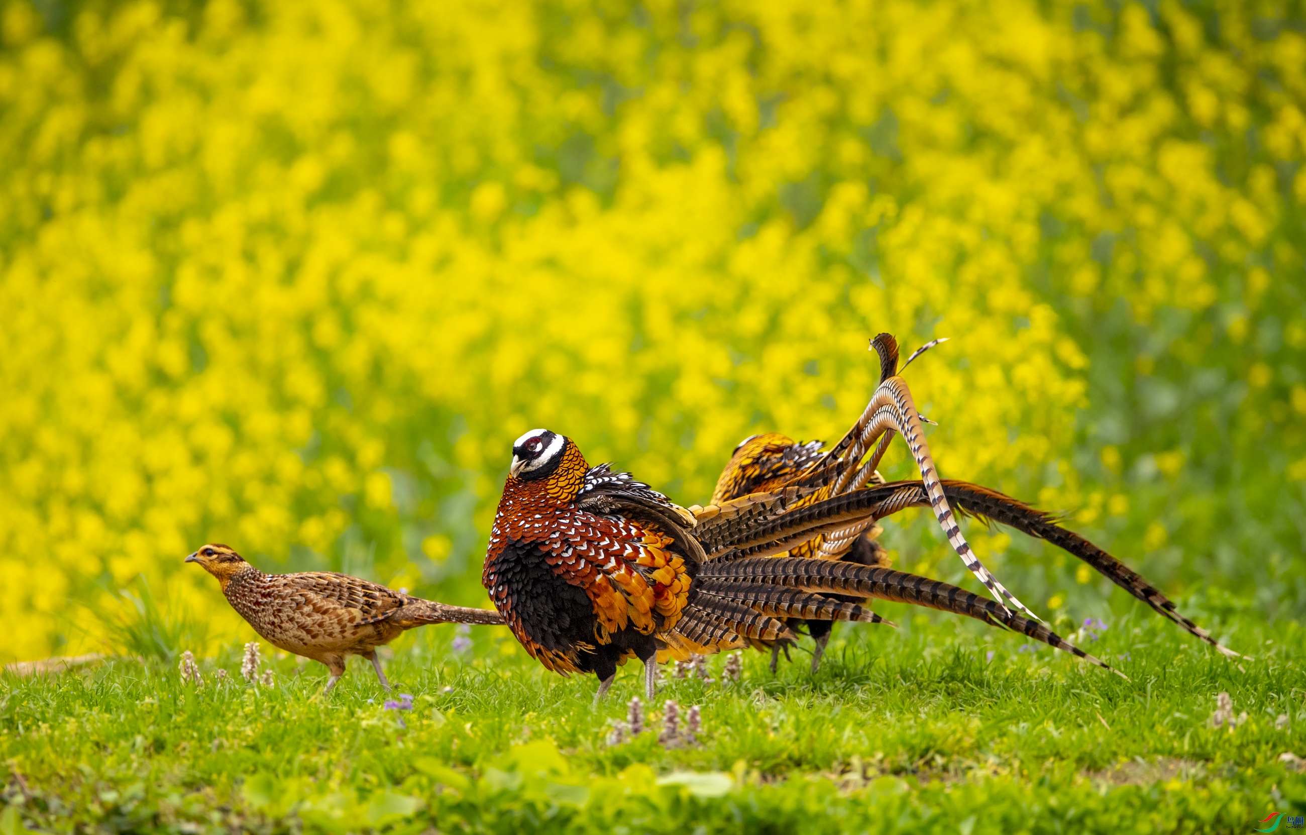 DSC_6947�׹ڳ�β��.JPG