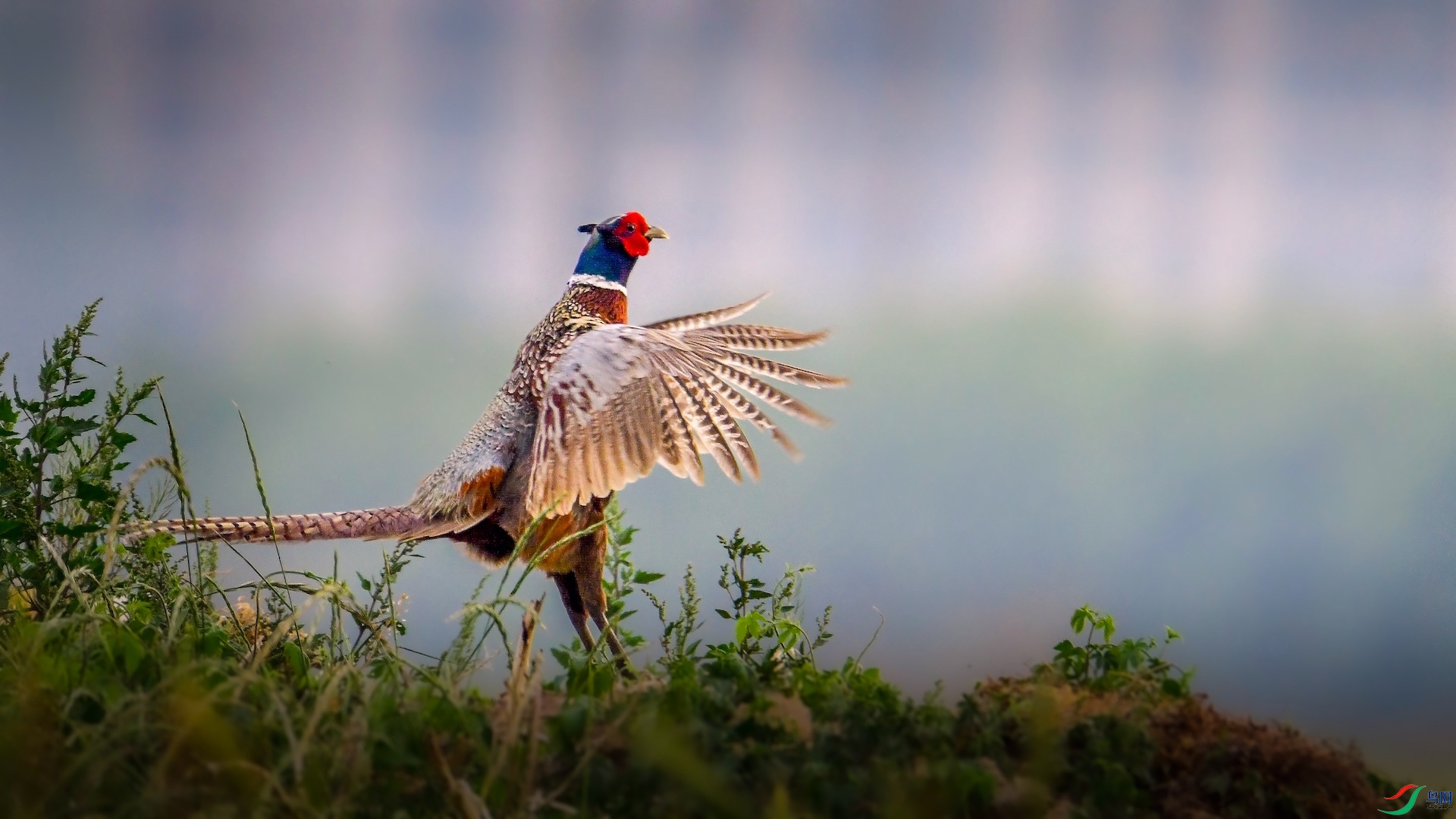 1_XXL6956 ����.jpeg