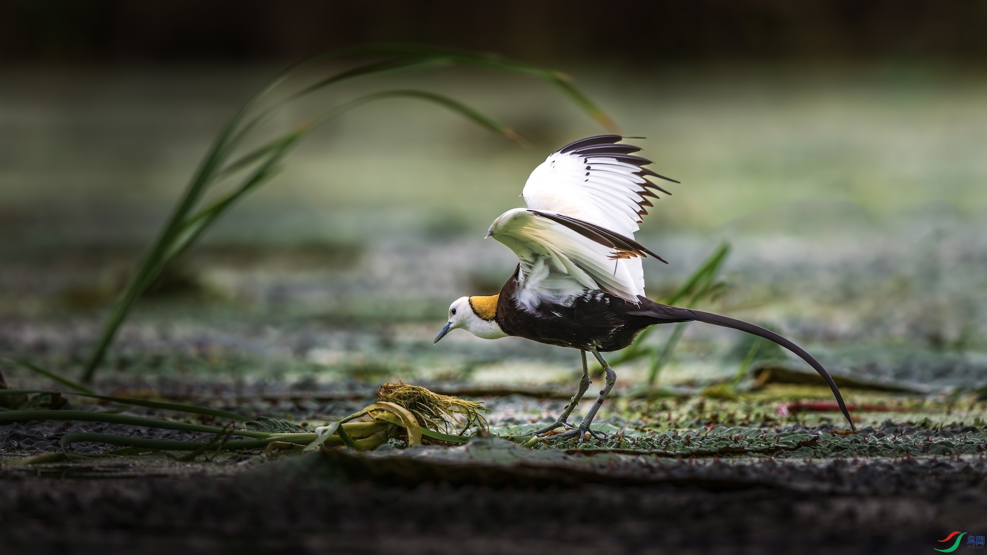 1-2_XXL5030-����ǿ-NR ����.jpeg