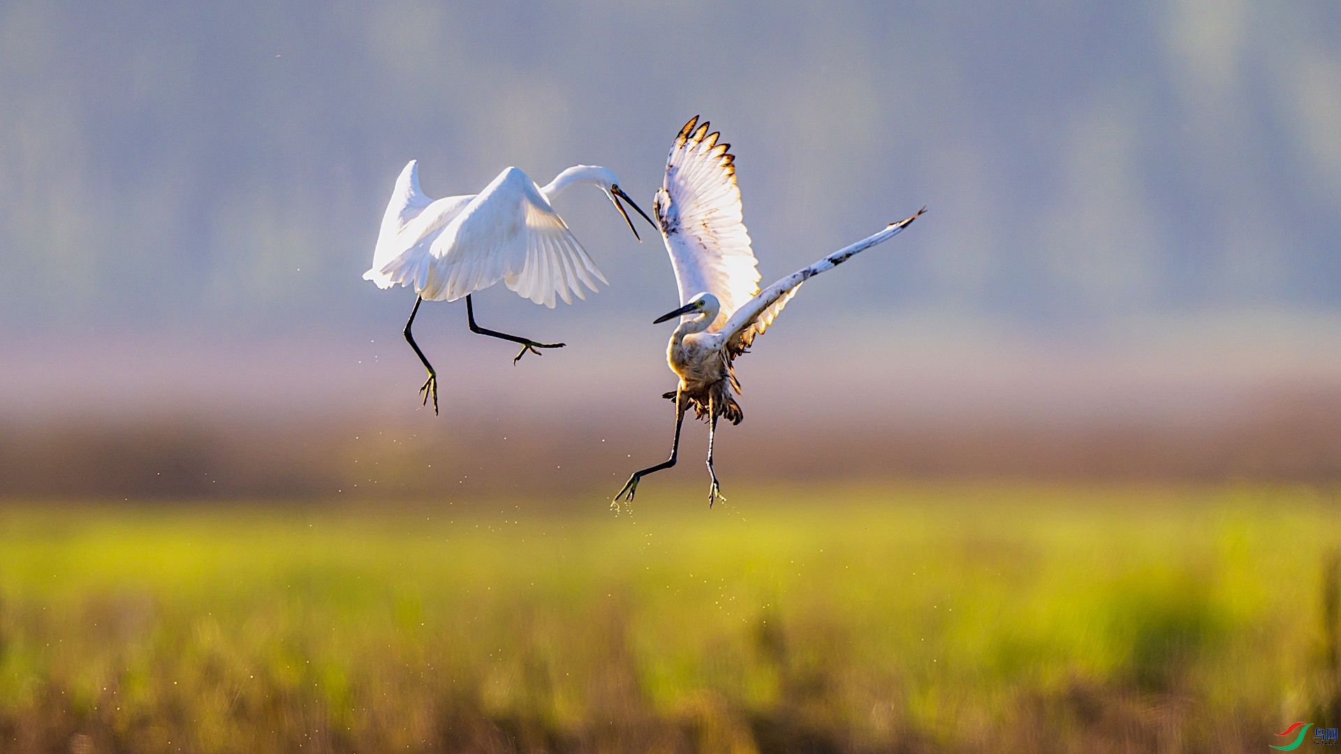 1-2DSC_1263 ����.jpeg