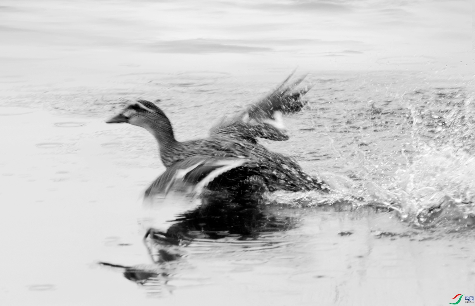 DSC_1251 ����_����.jpg