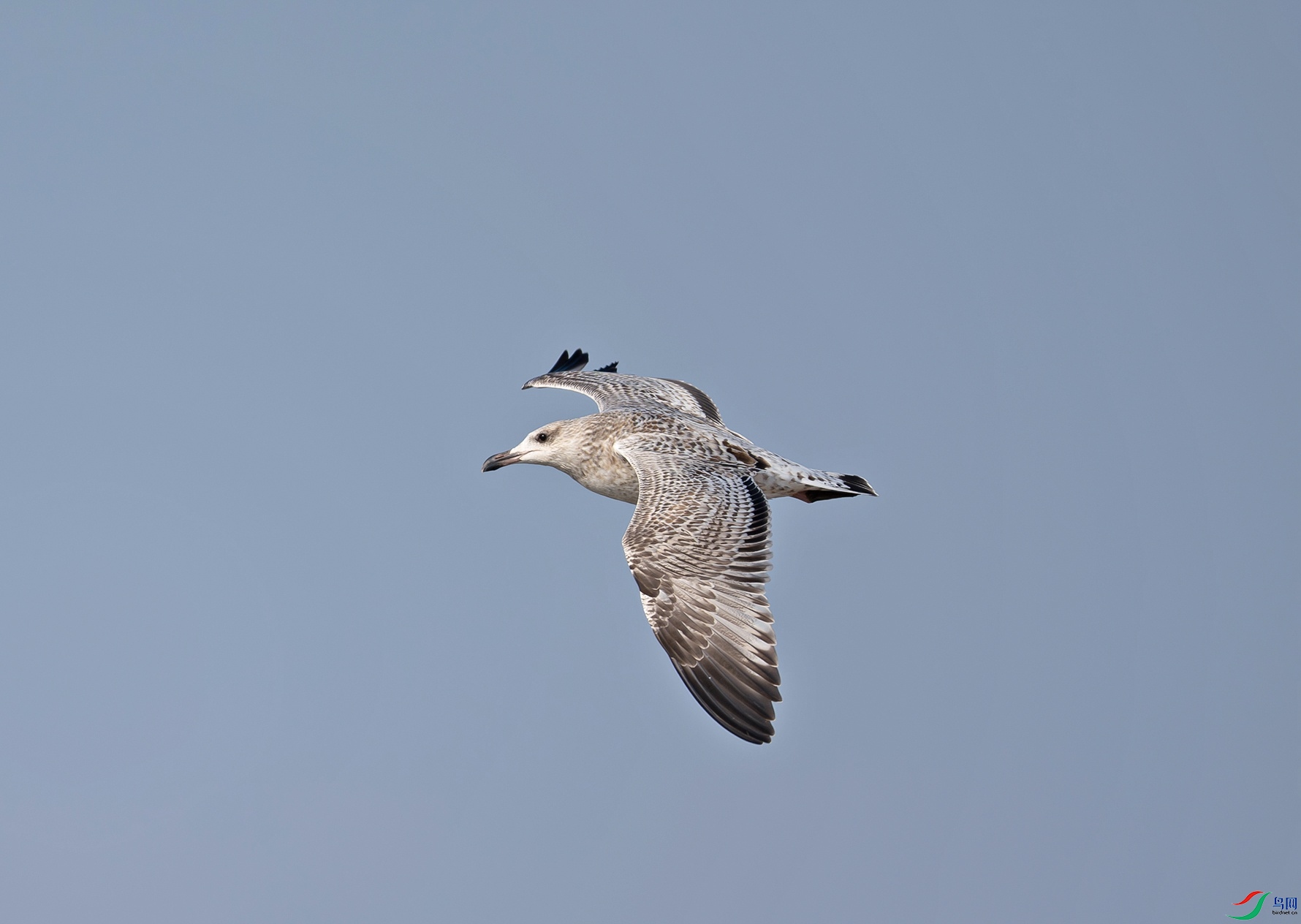 _DSC8546f.jpg