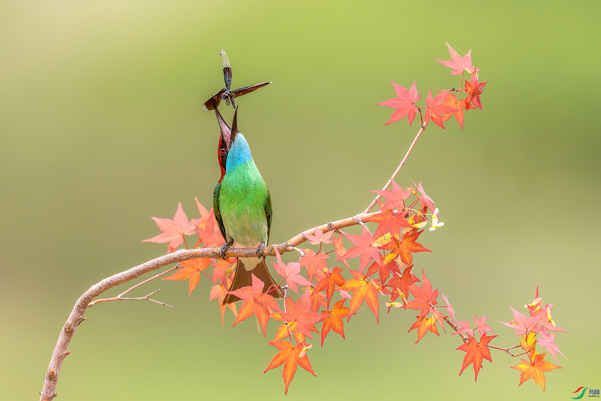 407A0329 ����-Sh---1 .jpg