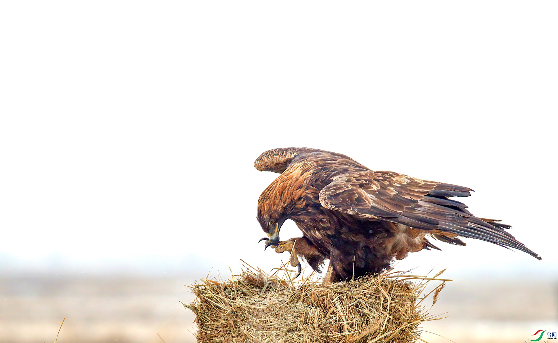 _S7I3882-Sh----1  .jpg