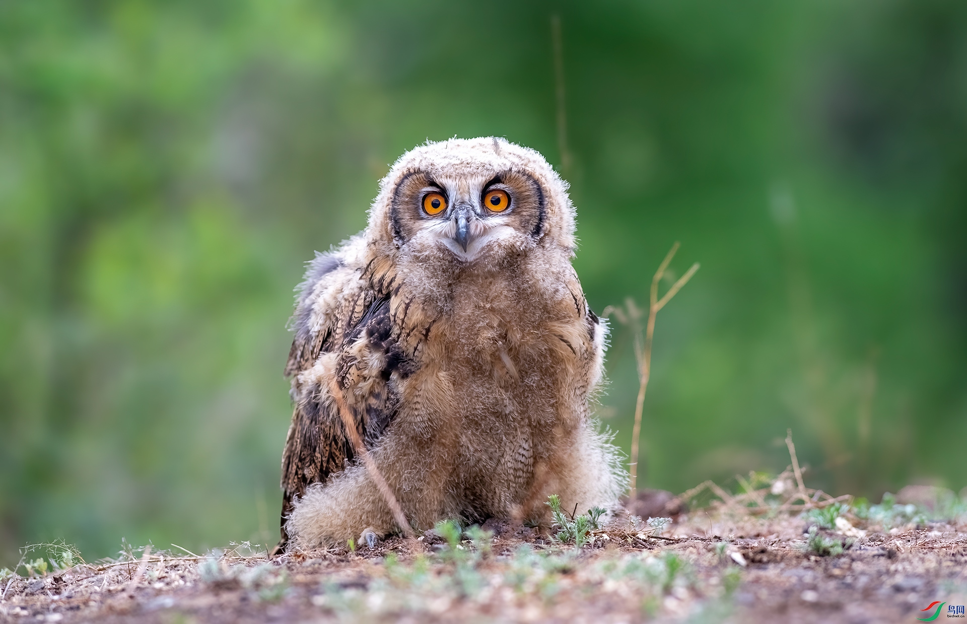 DSC_7511-1.jpg