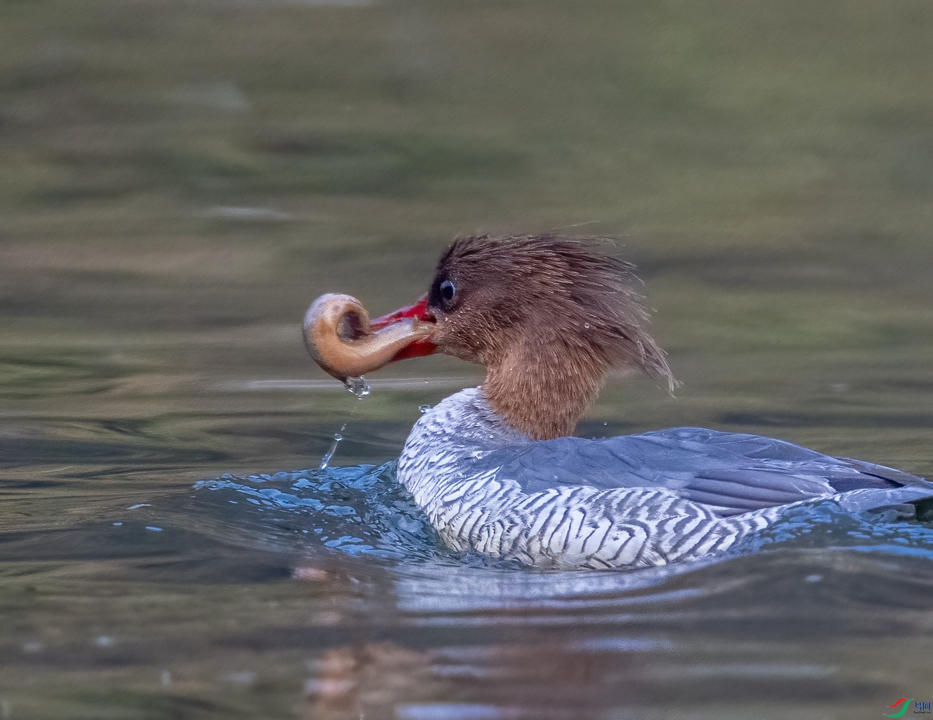 DSC_7013_1.jpg