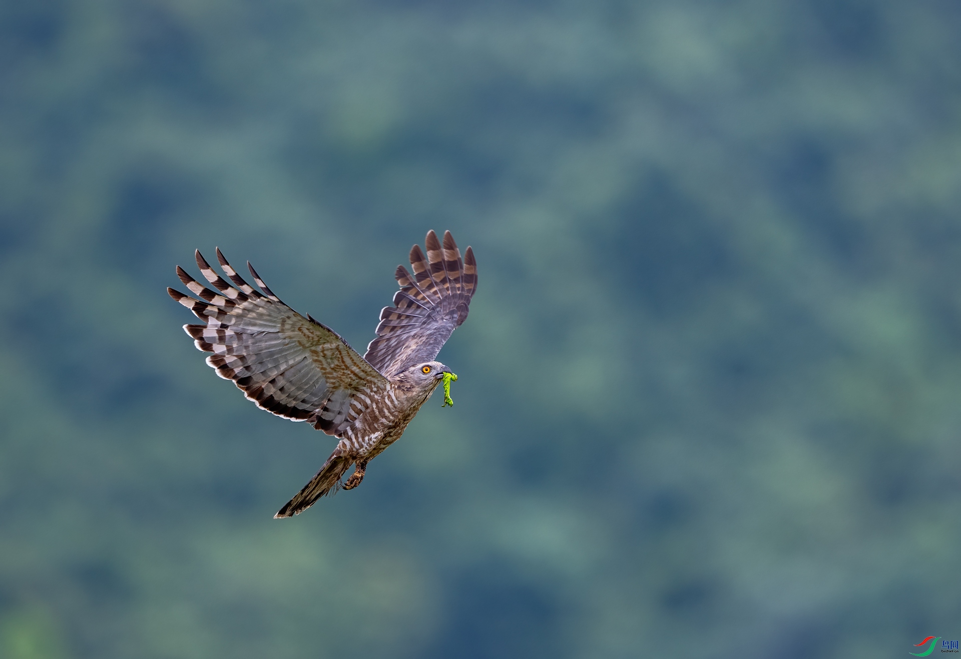 DSC_3805-1.jpg