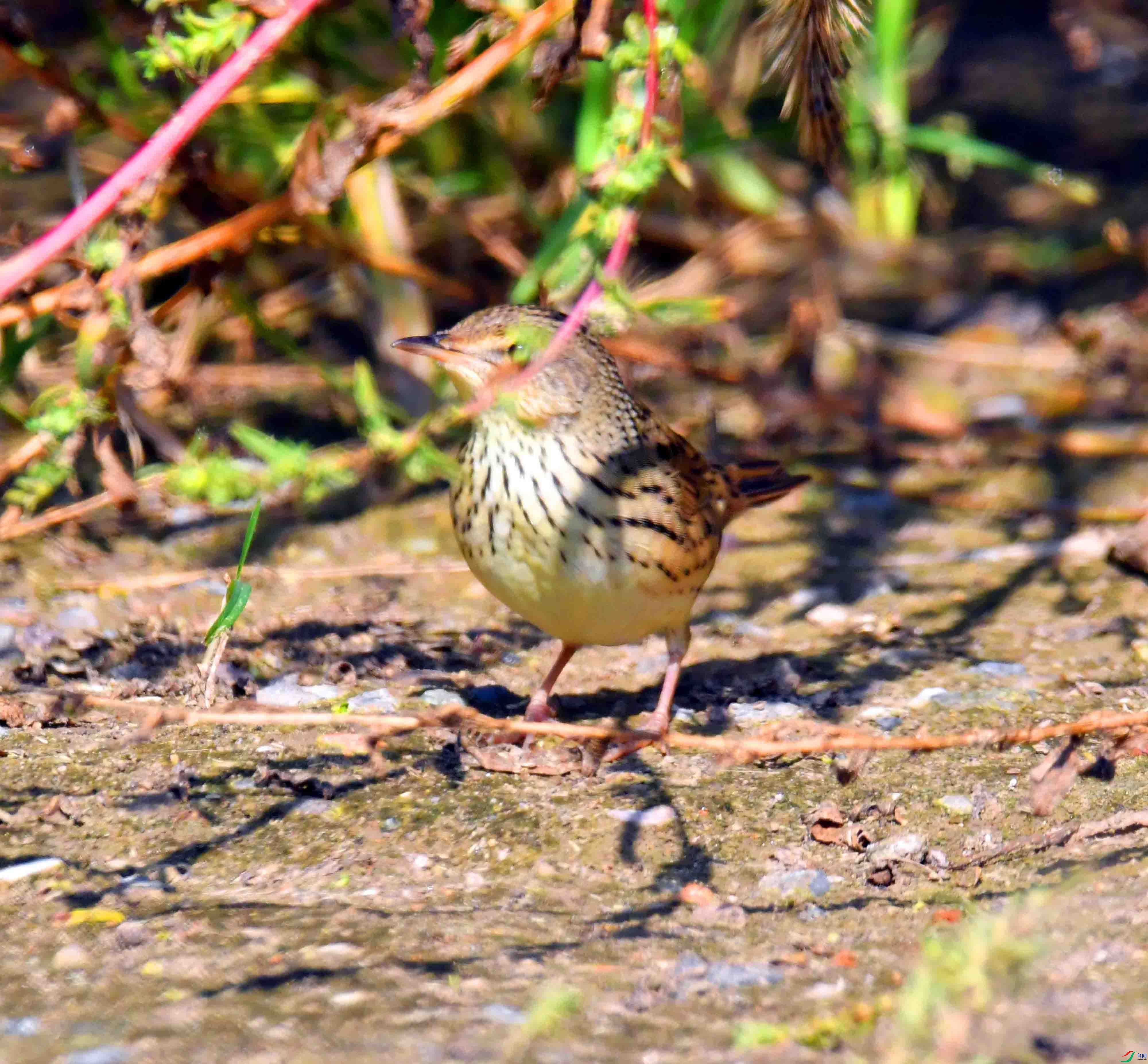 DSC_1918.JPG