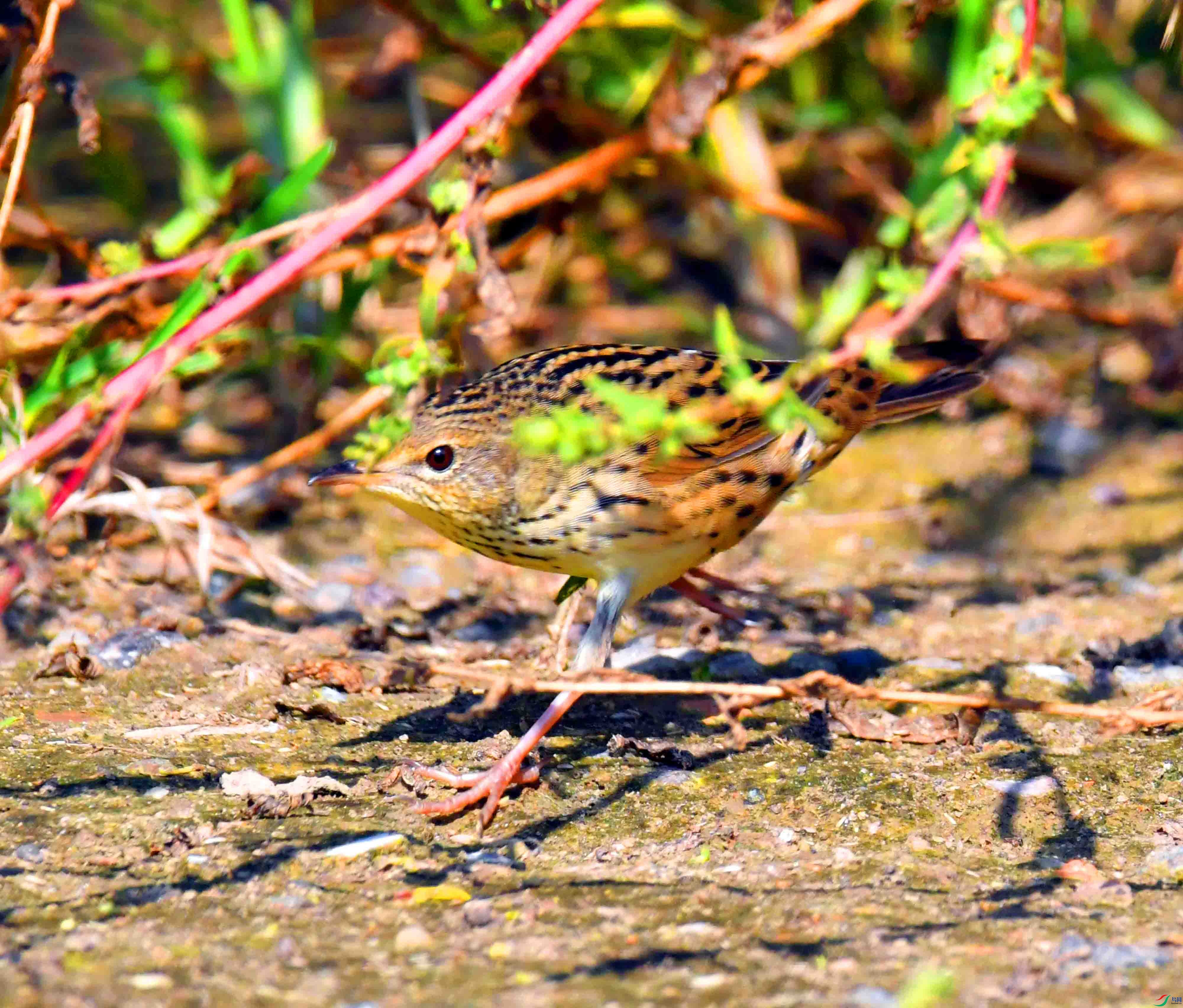DSC_1921.JPG